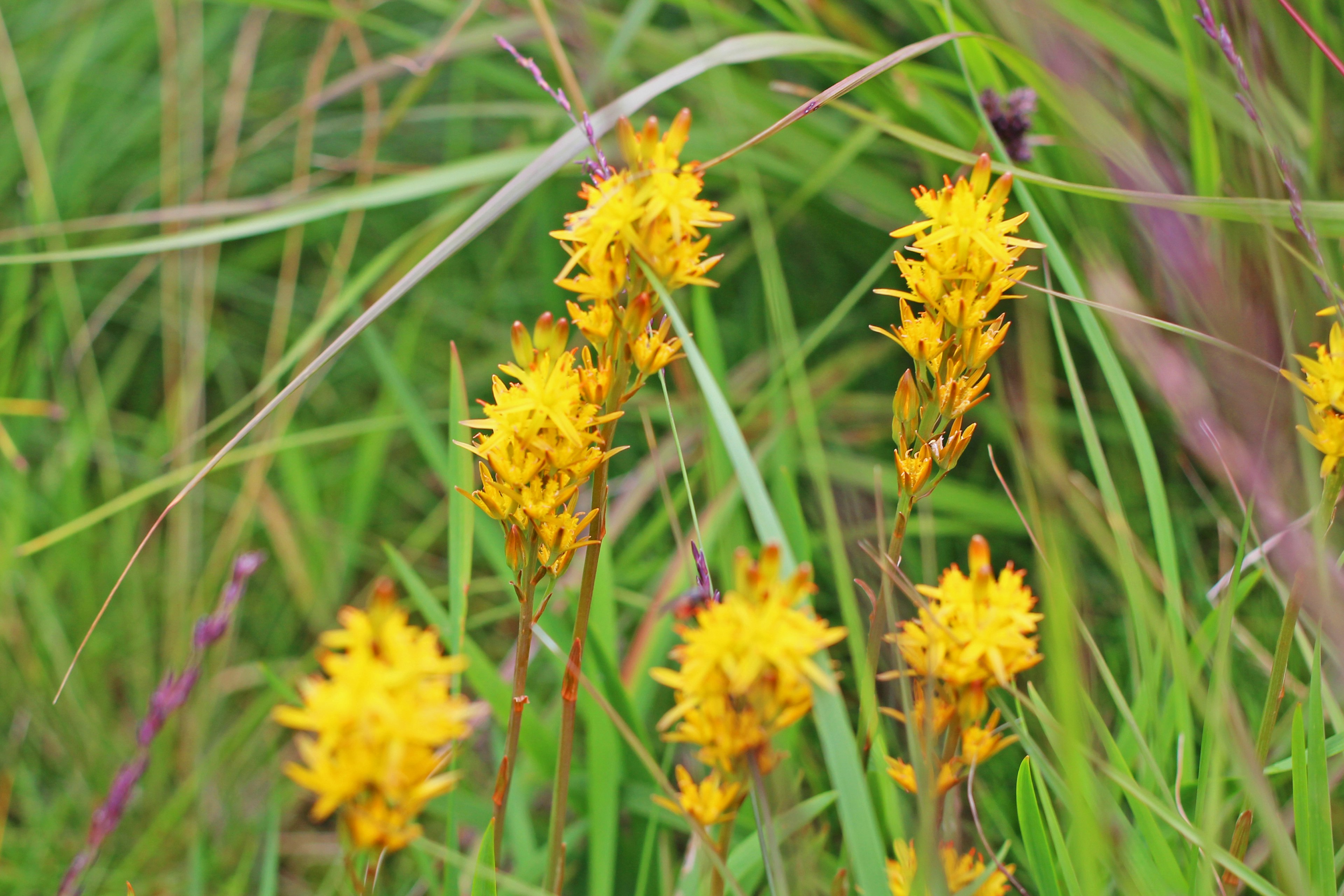 Un grupo de flores amarillas brillantes rodeadas de hierba verde