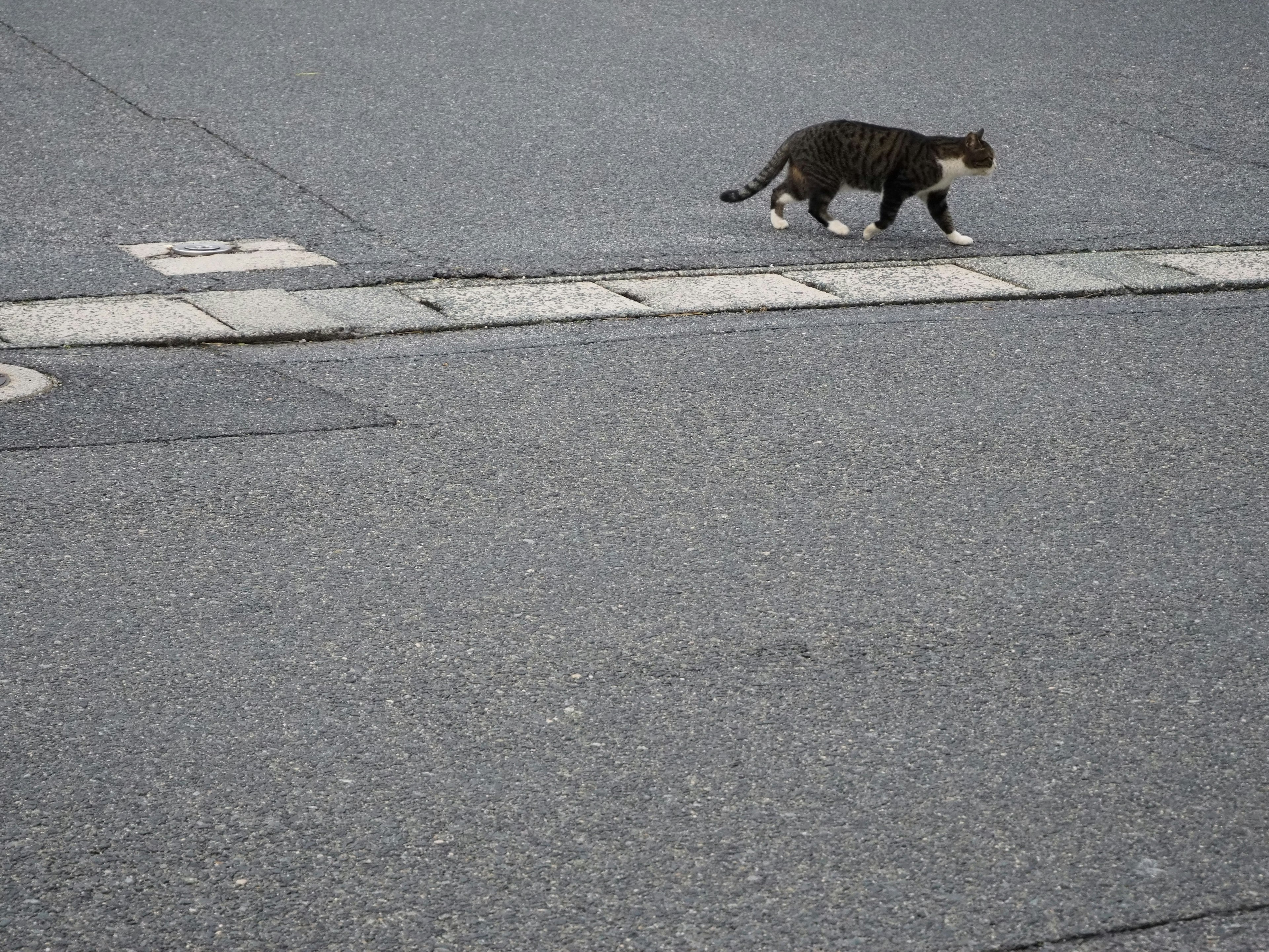 Un chat noir et brun traversant la route