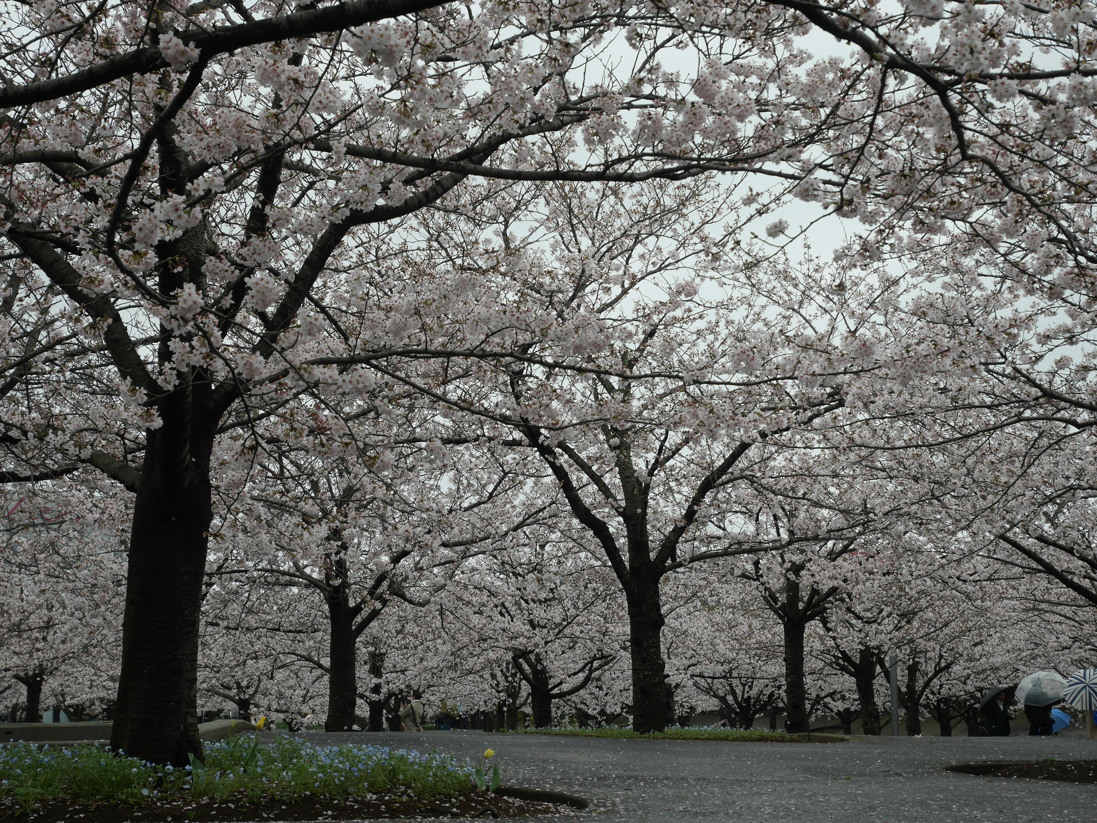 Pemandangan indah pohon sakura yang berbunga dengan bunga merah muda di taman