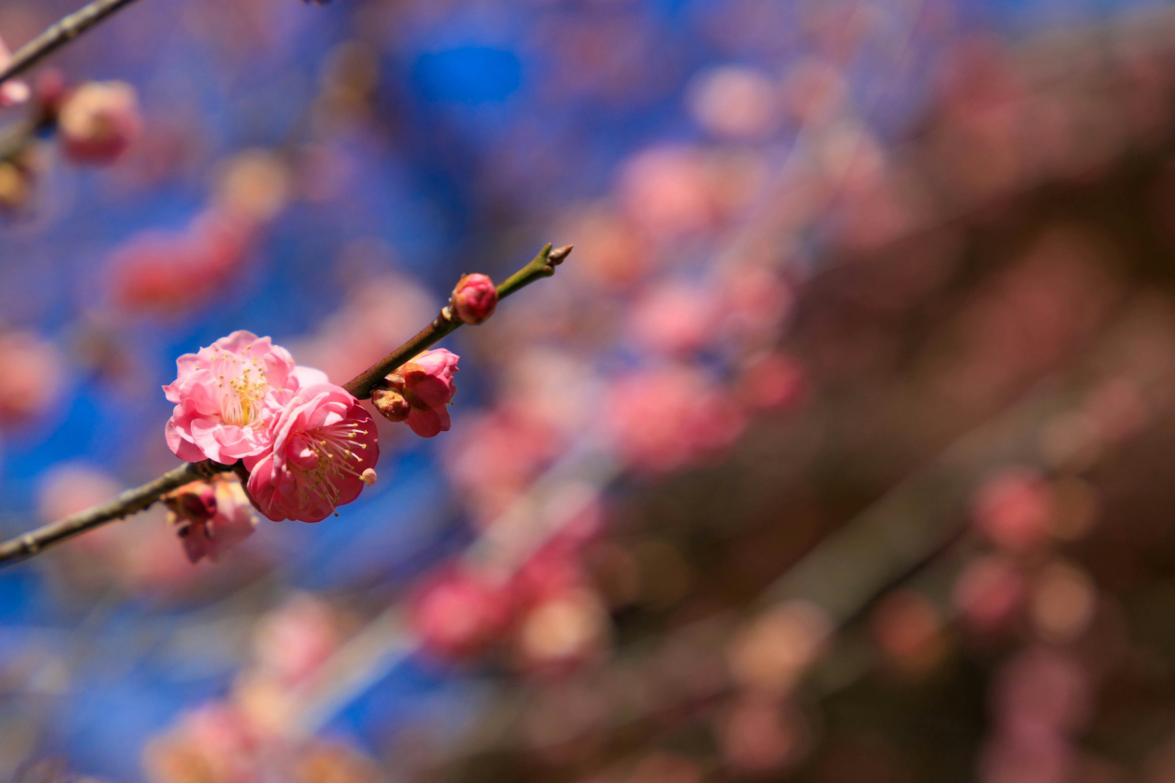 Branche avec des fleurs roses sur fond de ciel bleu