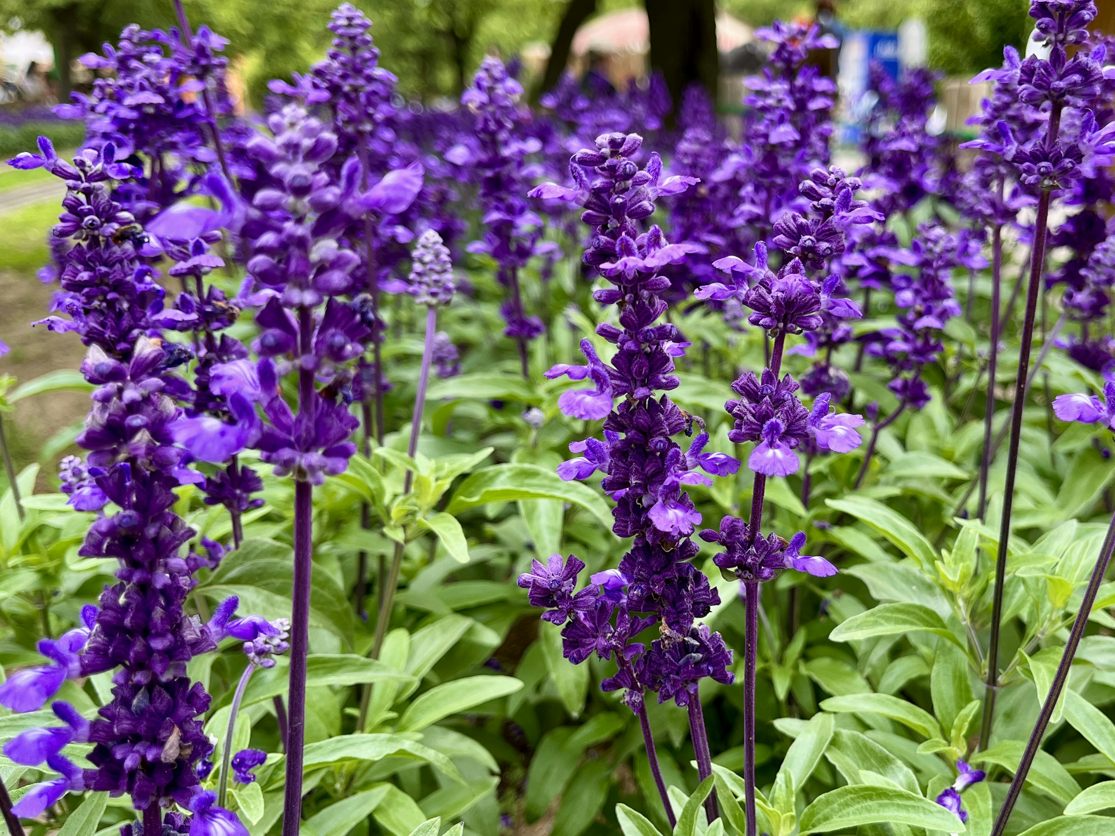 Gruppe von lila Blumen mit grünen Blättern und Stängeln