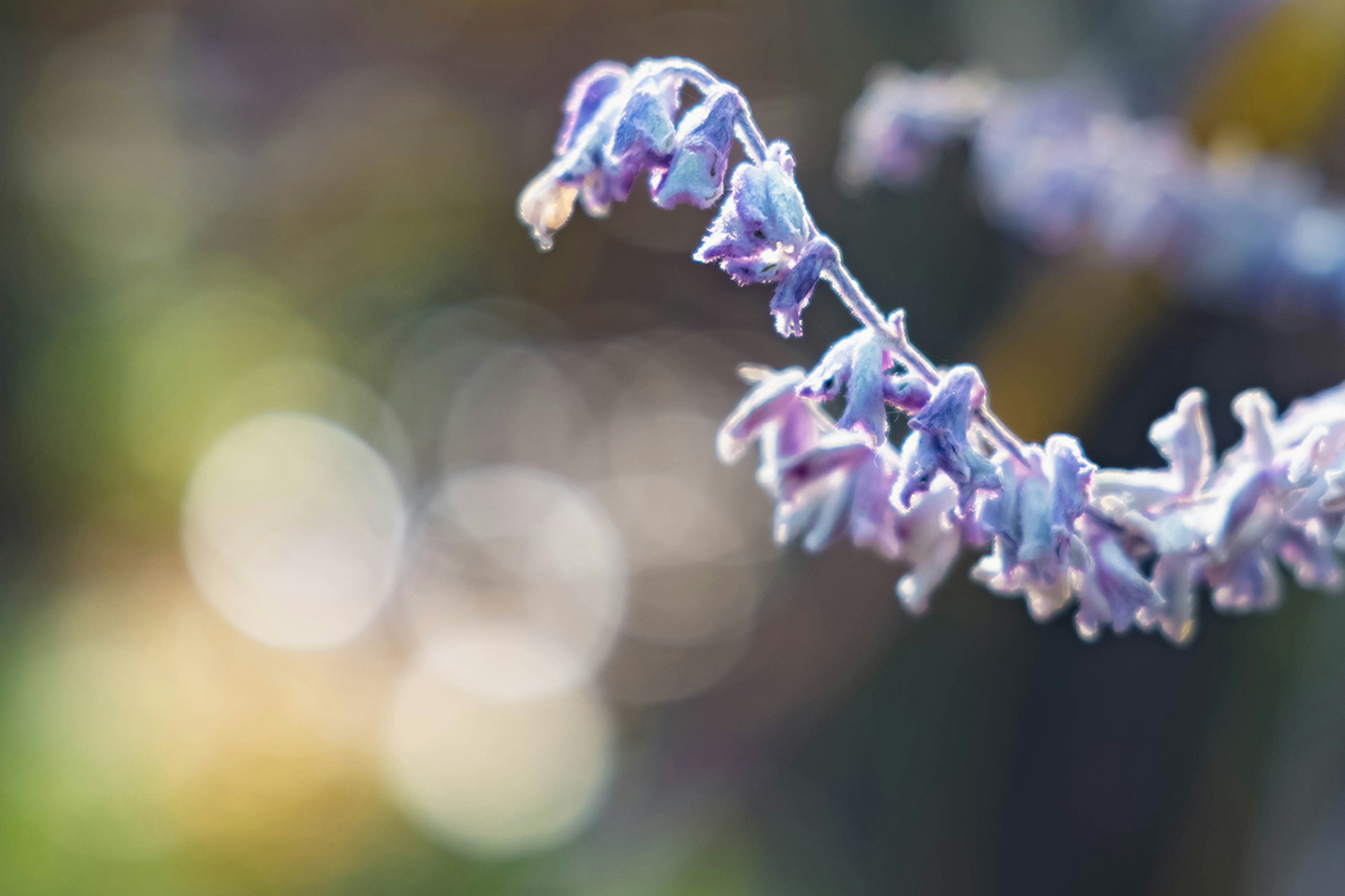 Ein lila Blumenstängel hebt sich vor einem verschwommenen Hintergrund ab