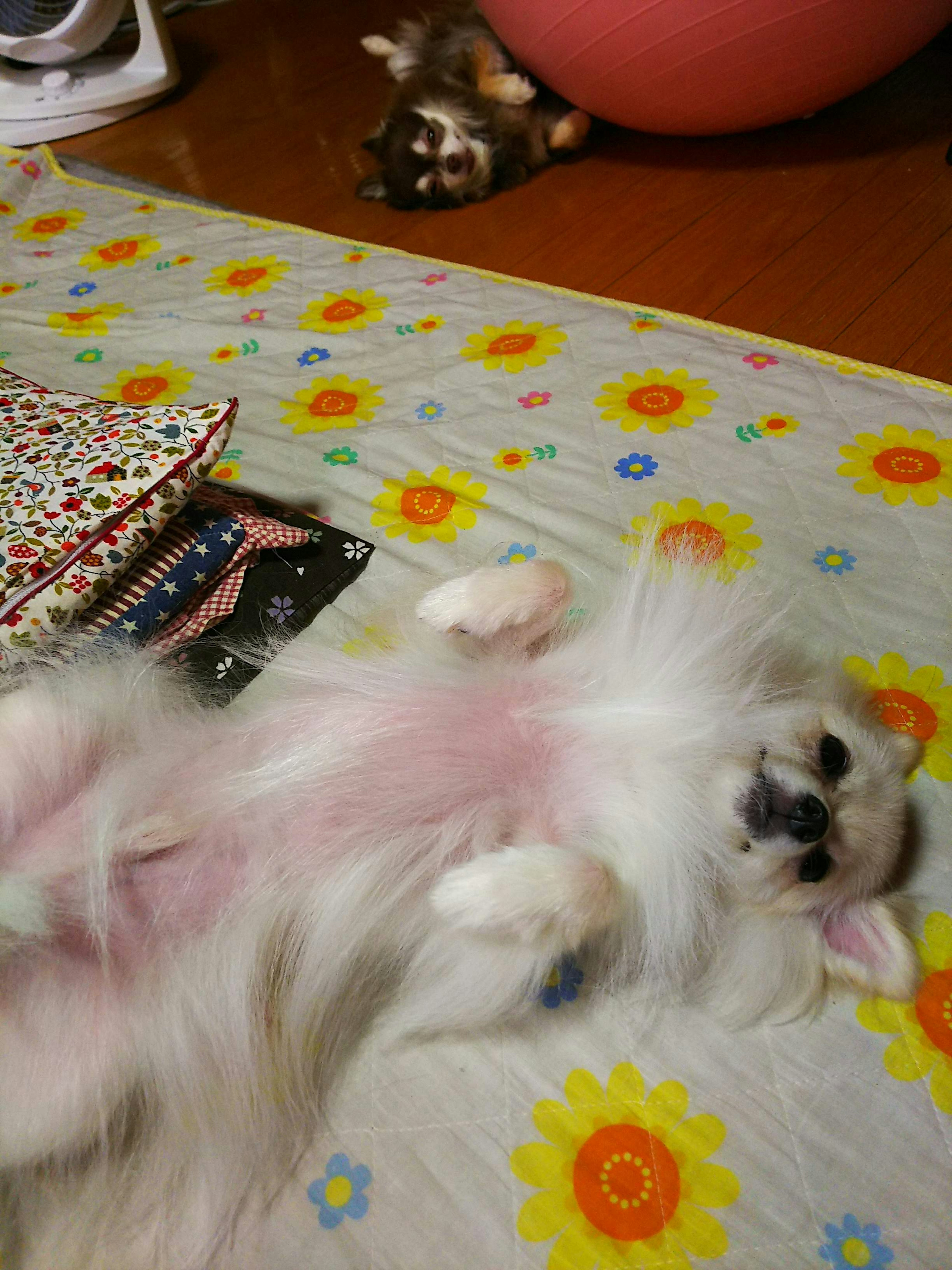 A white dog lying on its back relaxing on a colorful carpet with another dog in the background