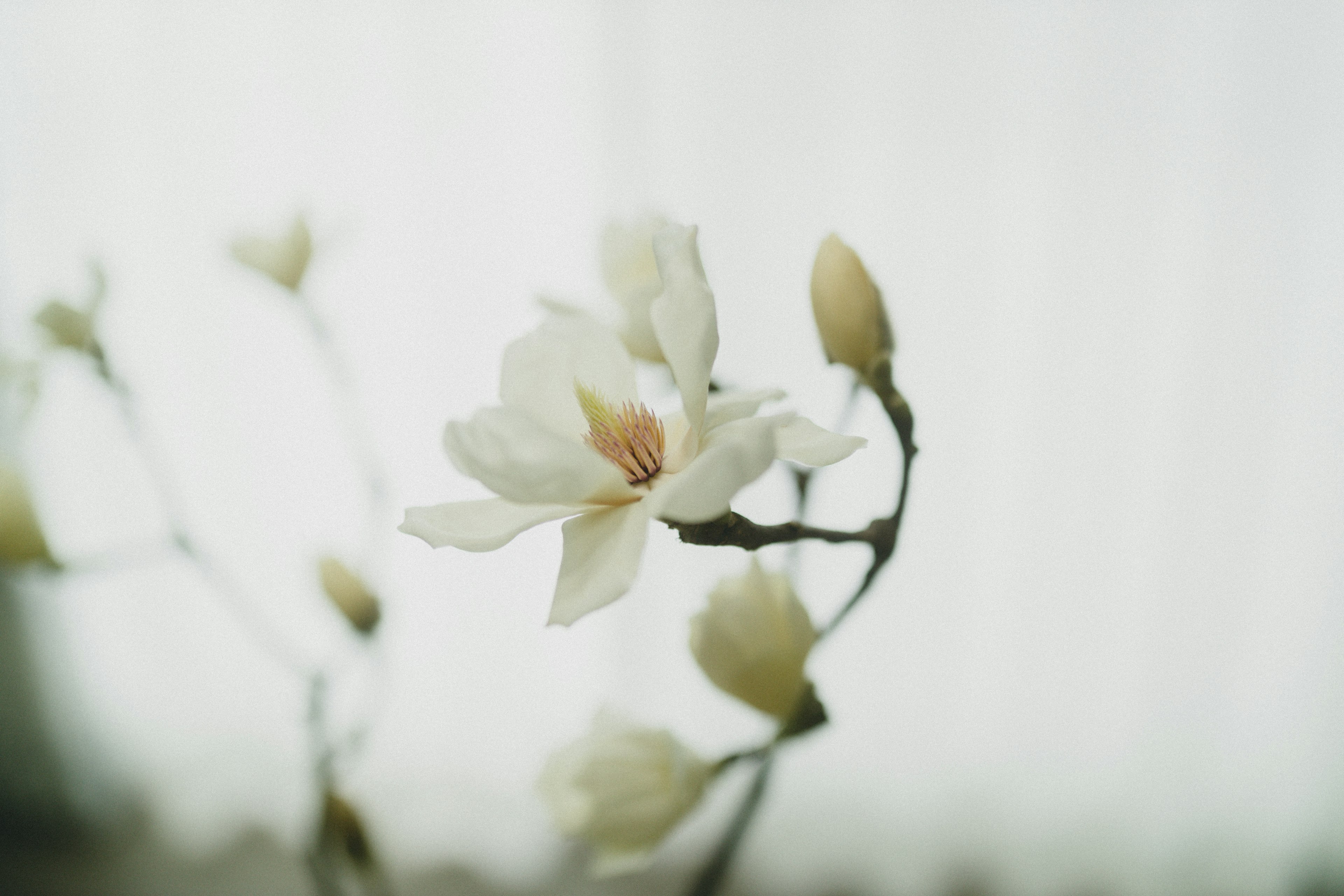 Close-up of a white flower and buds on a branch with a bright background