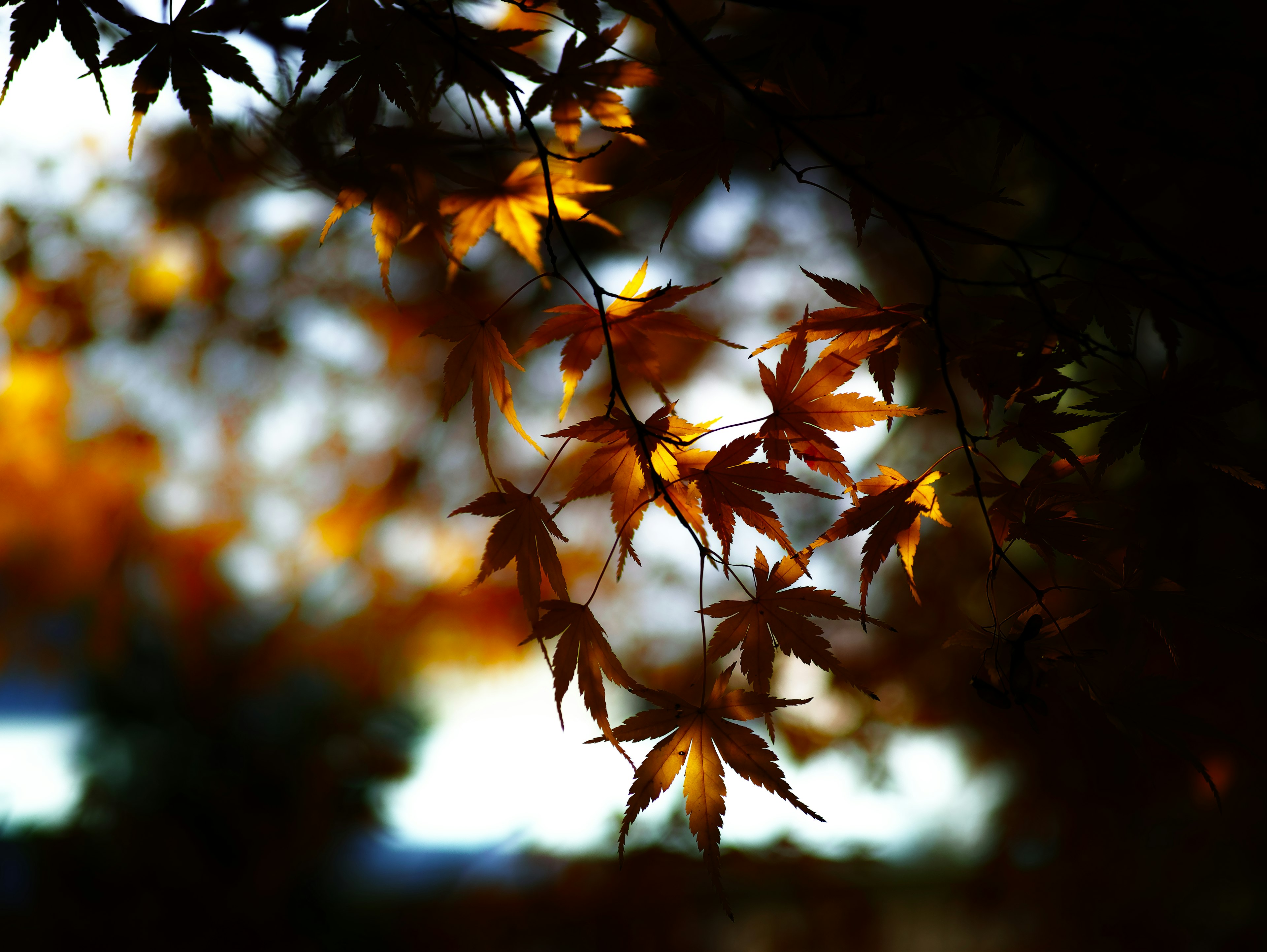 Foglie di acero illuminate dalla morbida luce autunnale