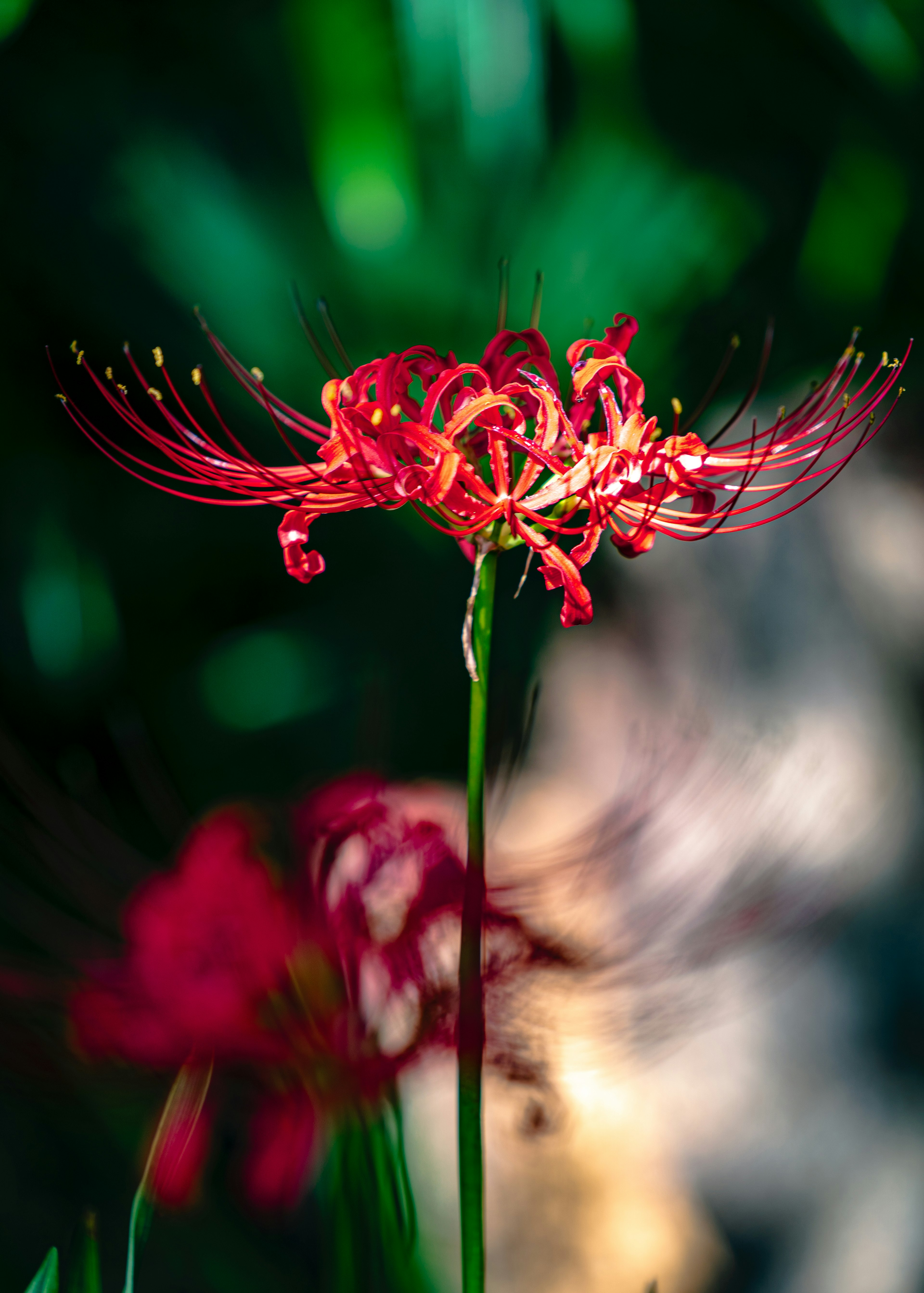 Fleur rouge vive sur un fond vert