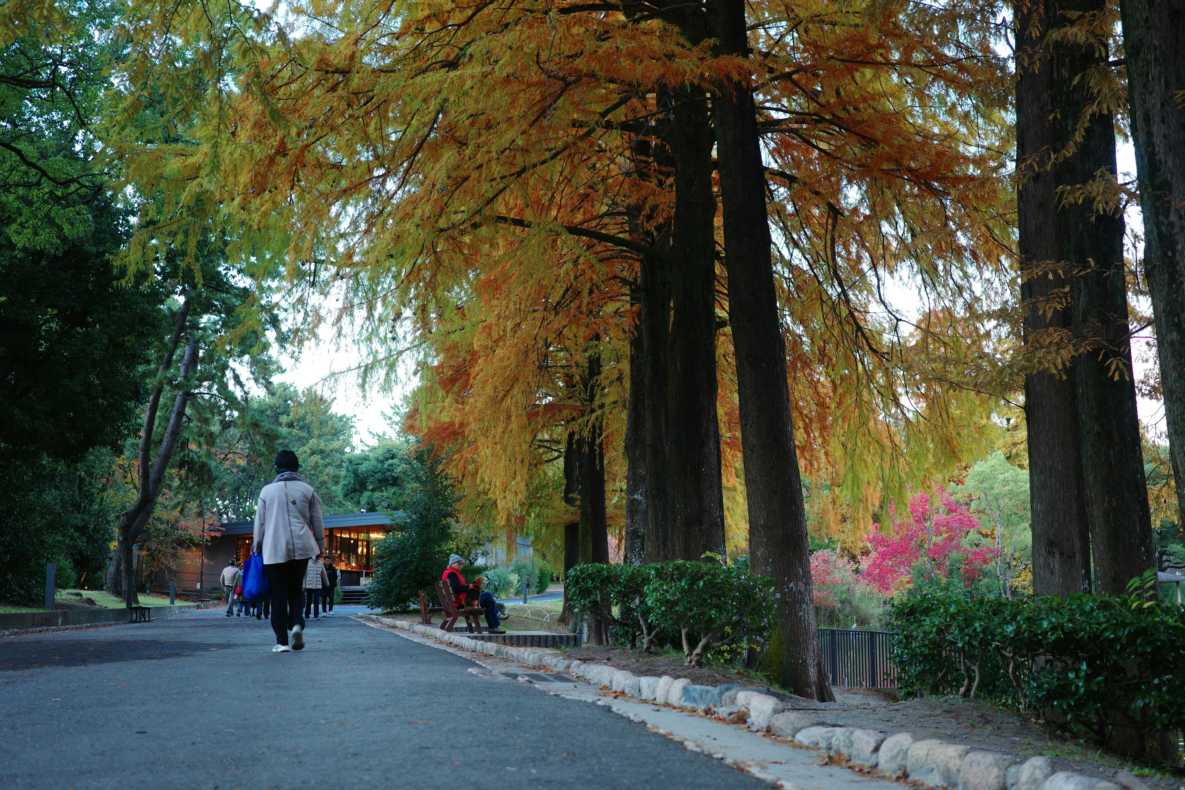 秋の公園を歩く人とオレンジの葉が美しい風景