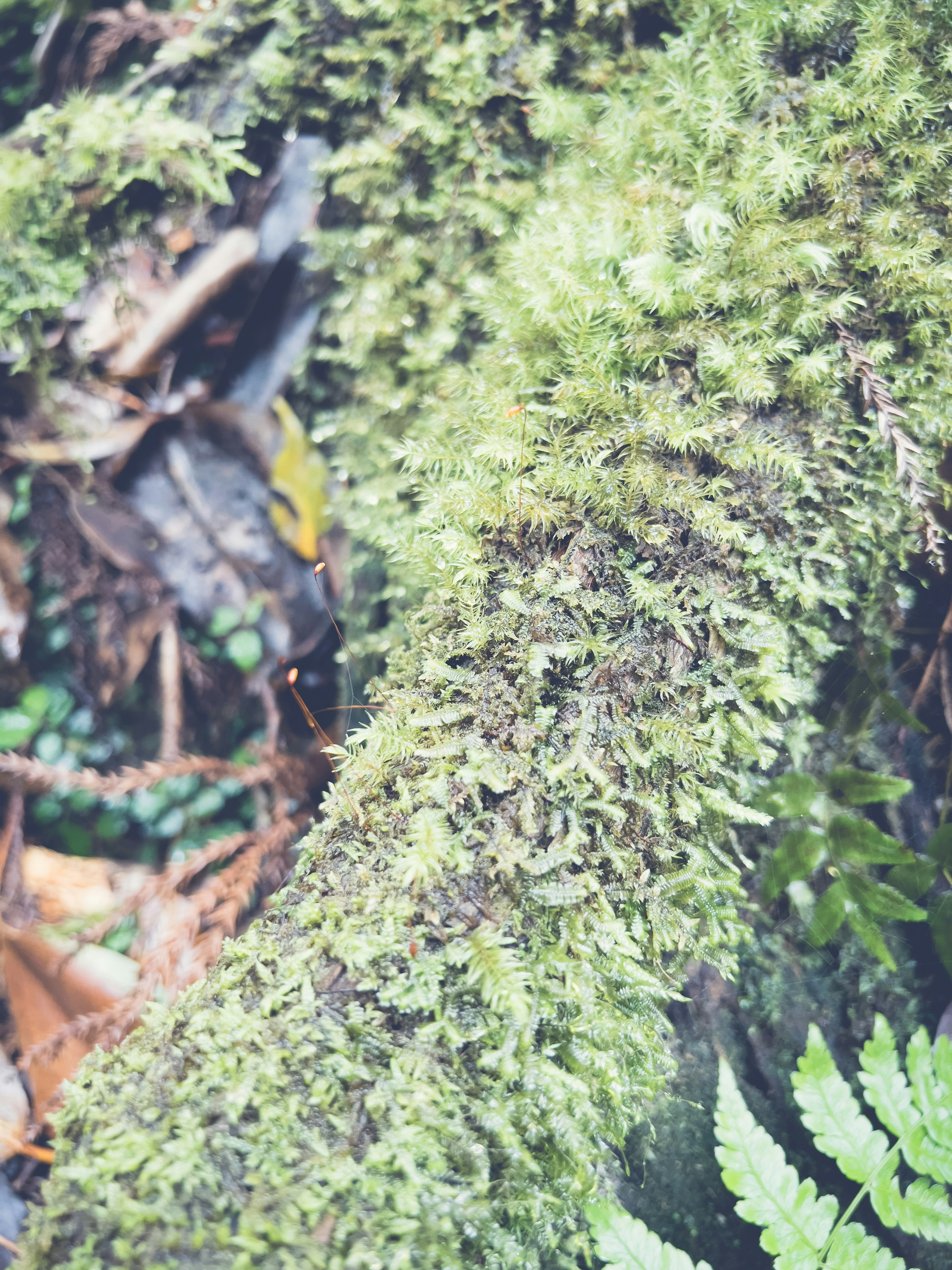 Acercamiento a un tronco de árbol cubierto de musgo verde