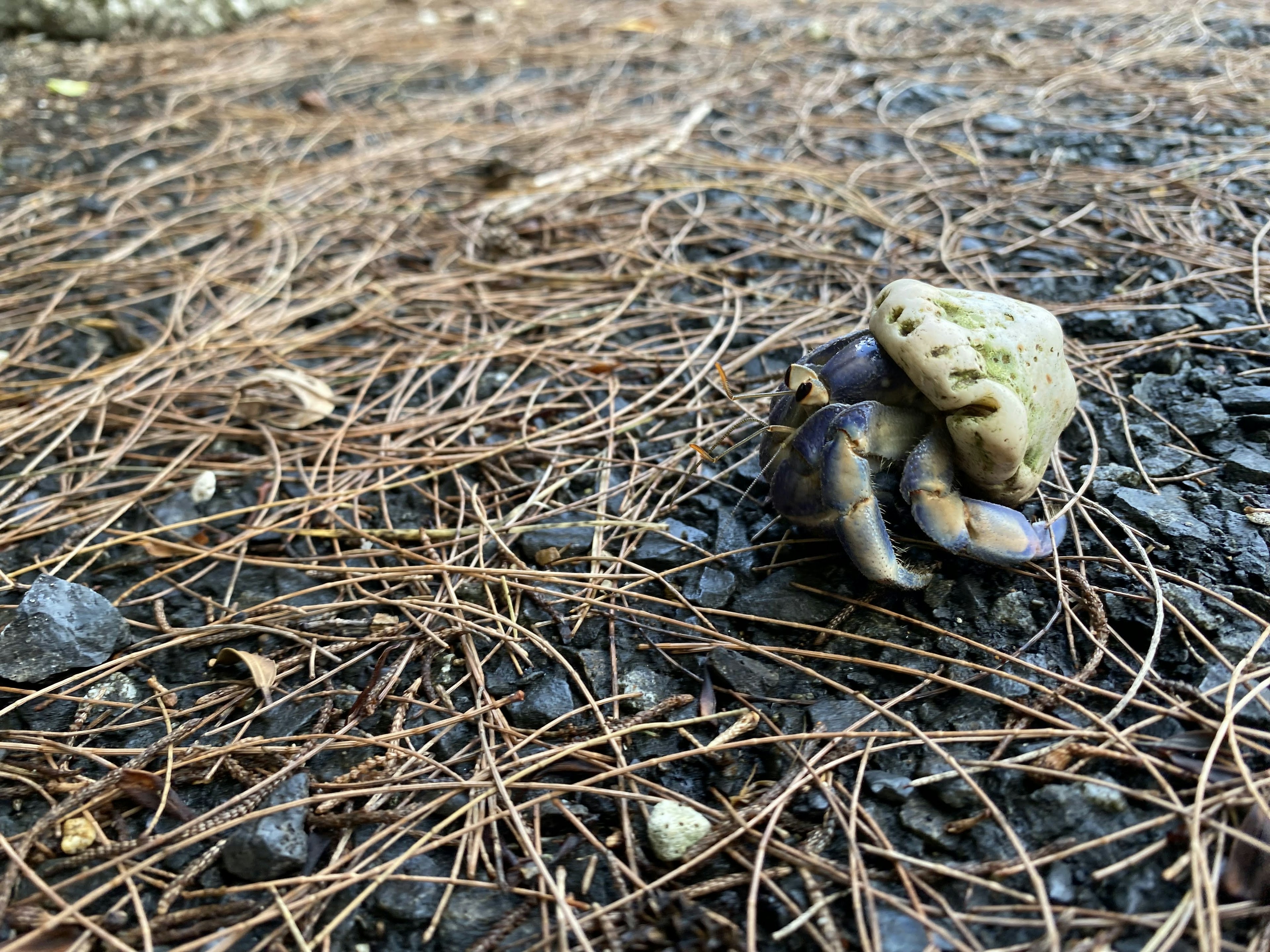 地面の松の葉の上にいるカエルと石