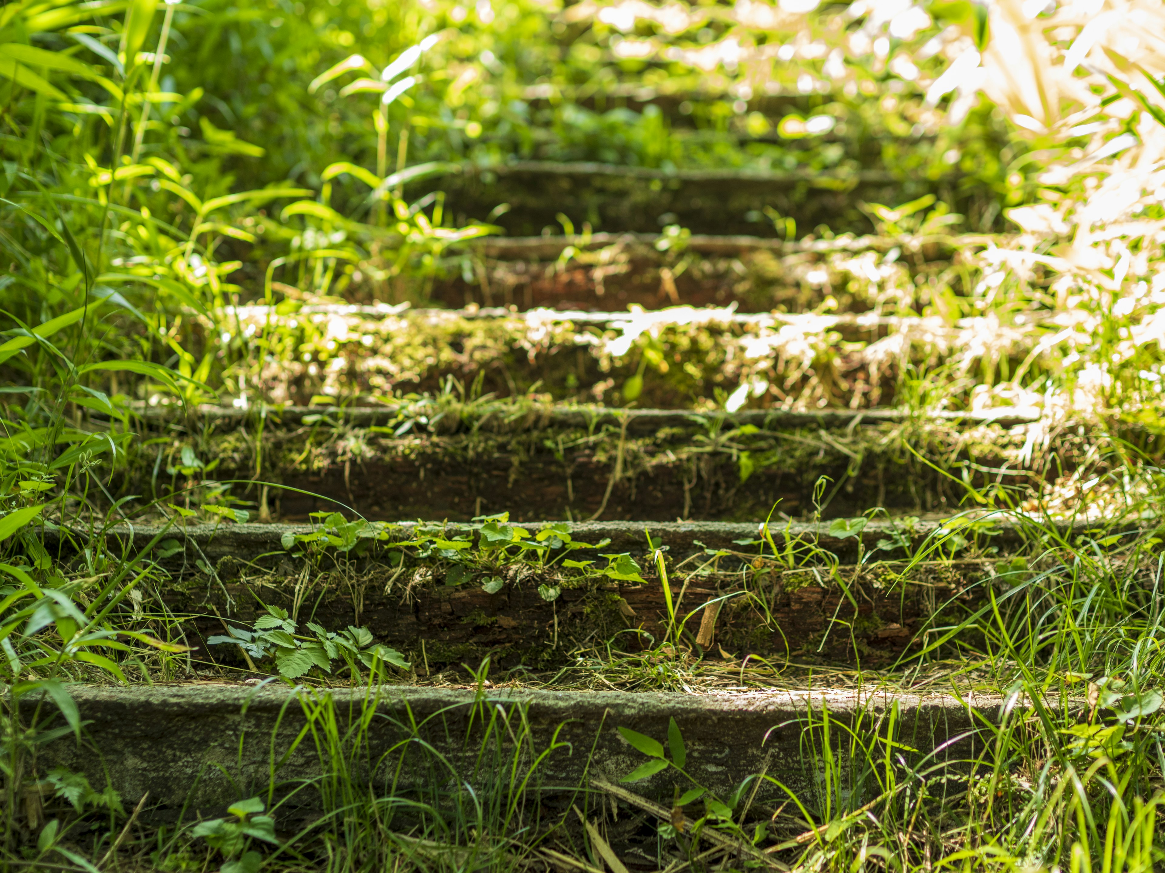 Wooden stairs covered in grass and plants in a lush green setting