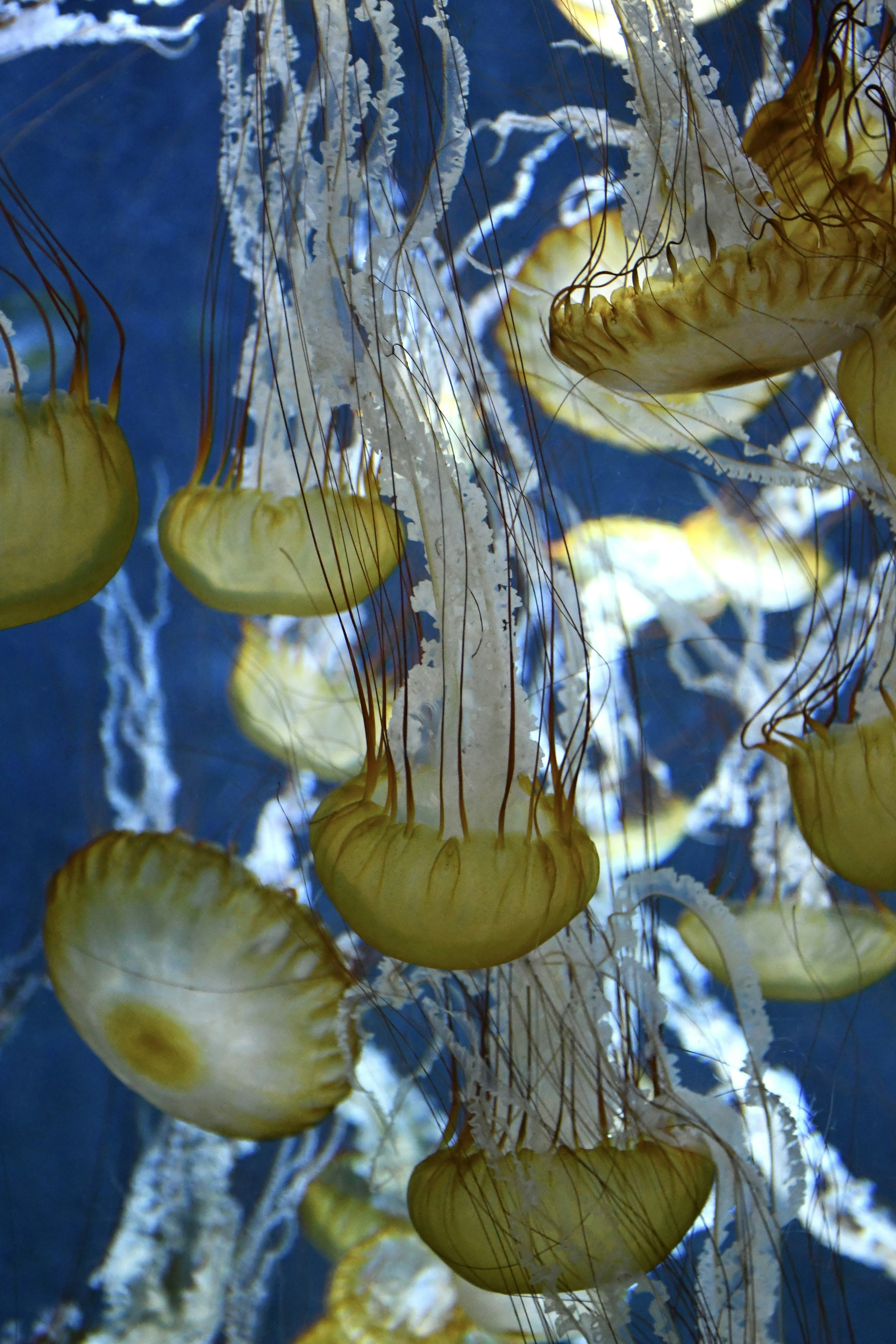 Un gruppo di meduse che fluttuano nell'acqua con uno sfondo blu