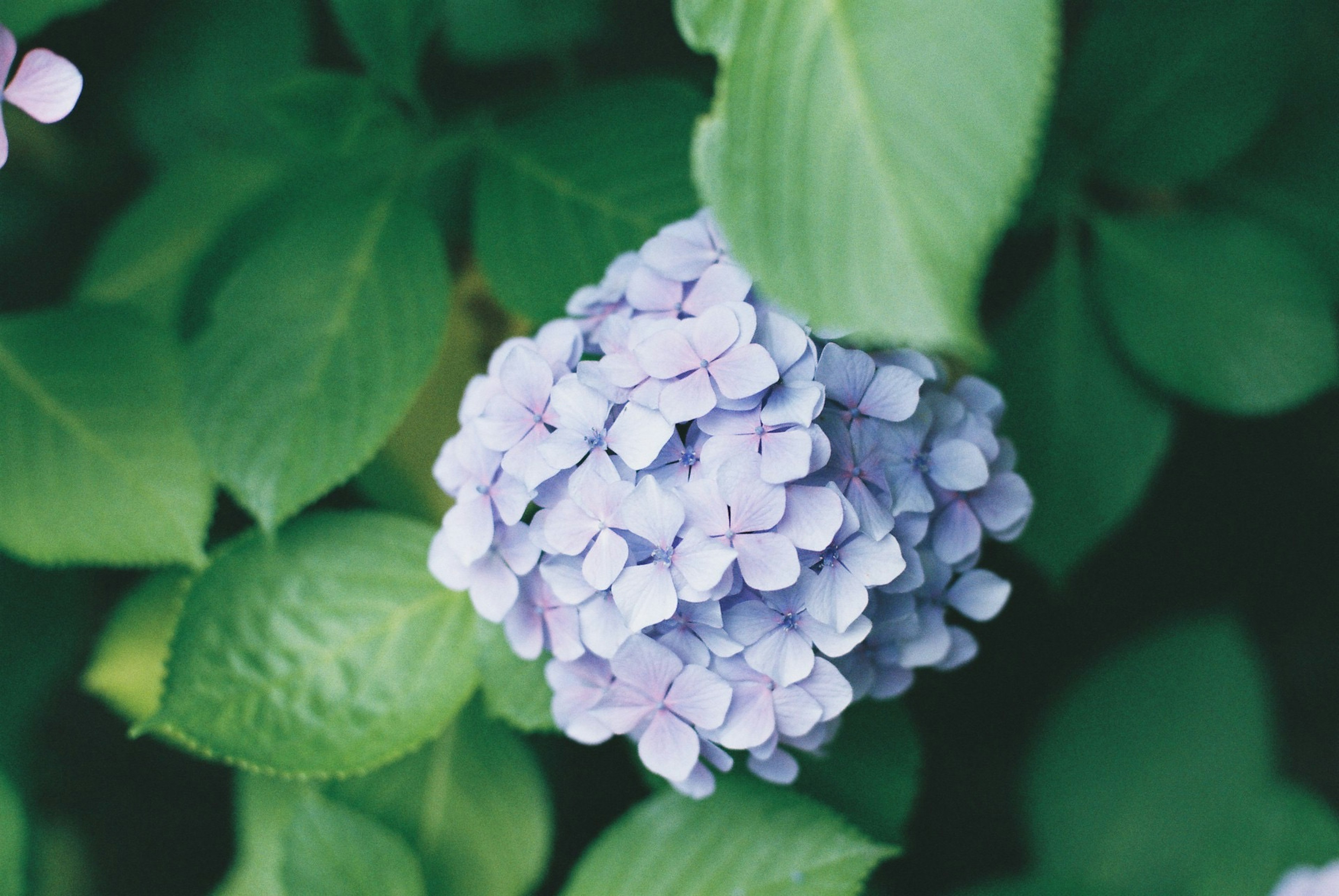 紫色の花が緑の葉に囲まれている