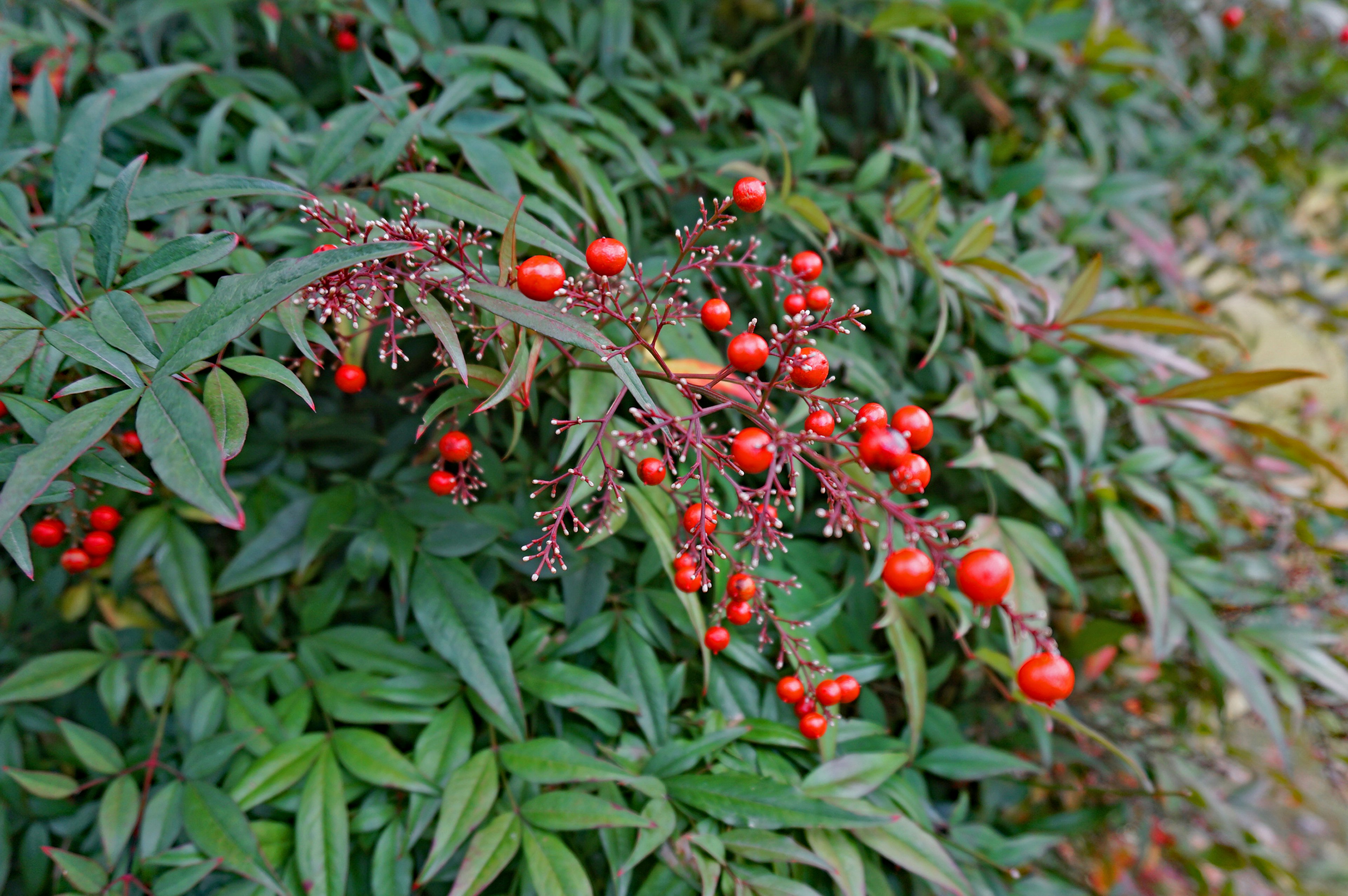 Nahaufnahme eines Strauchs mit roten Beeren und grünen Blättern