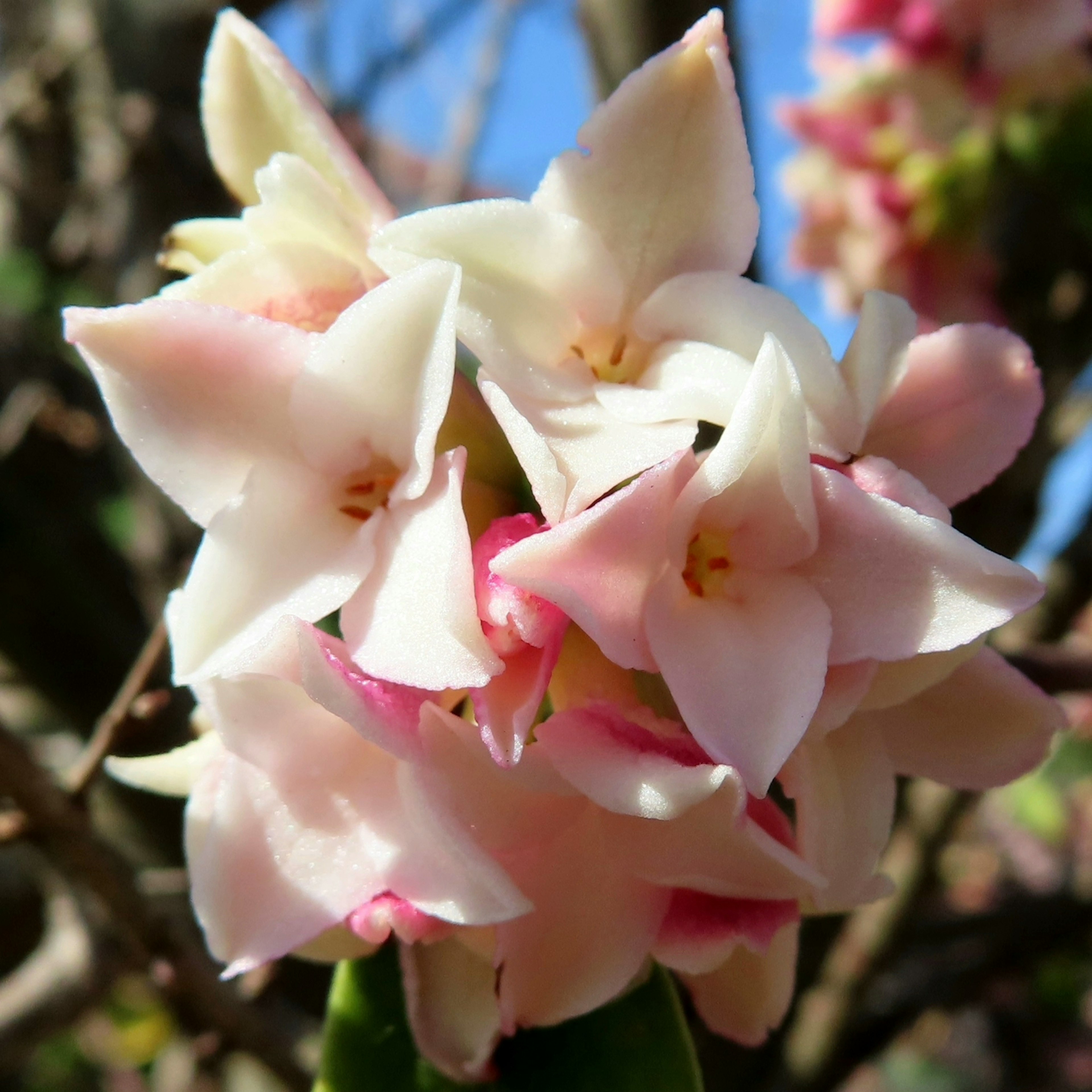 淡いピンクの花が集まっている様子で、青空が背景にある