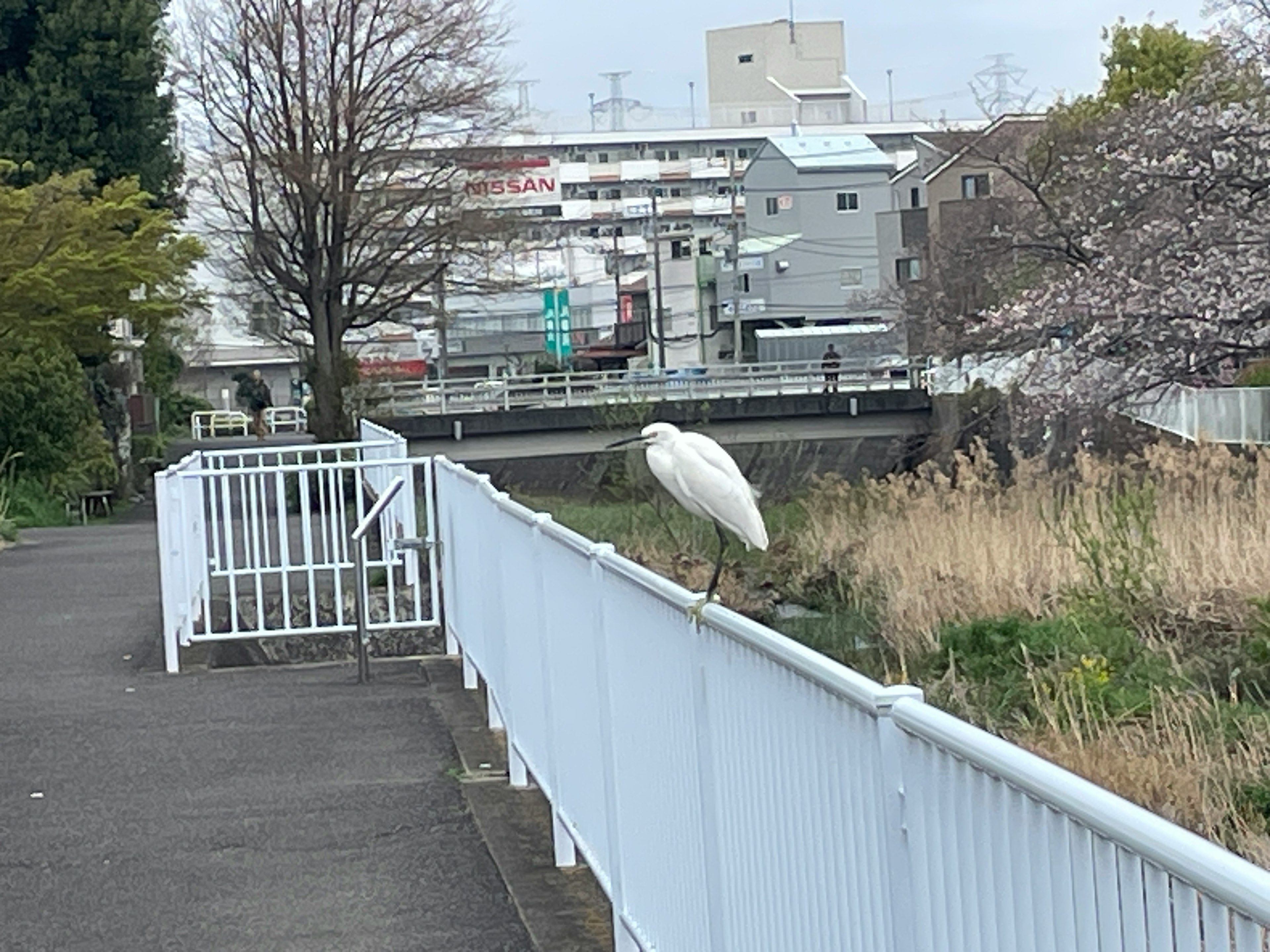 Ein weißer Vogel sitzt auf einem Zaun in einer Parklandschaft