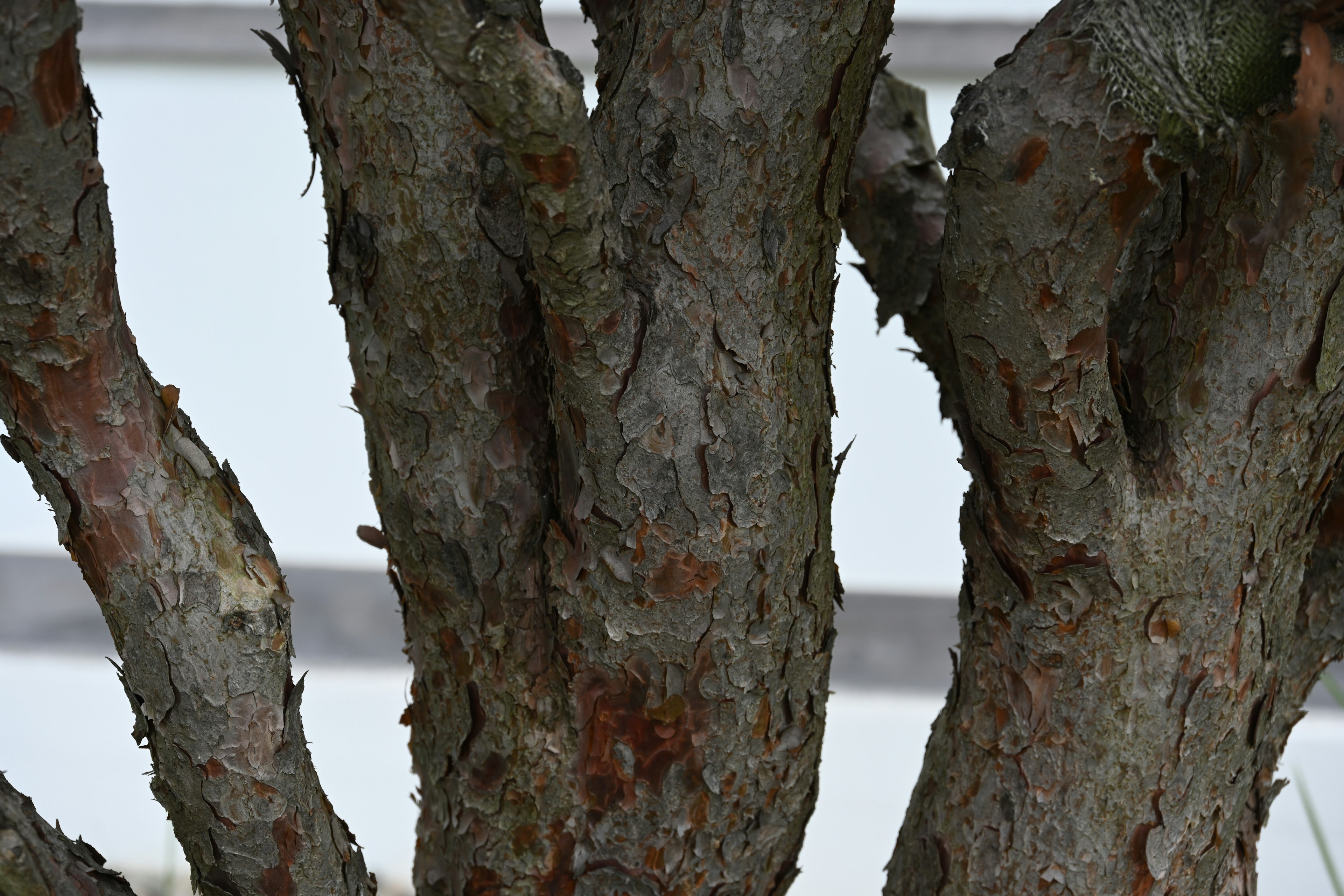 Primer plano de la textura del tronco del árbol con detalles visibles de la corteza