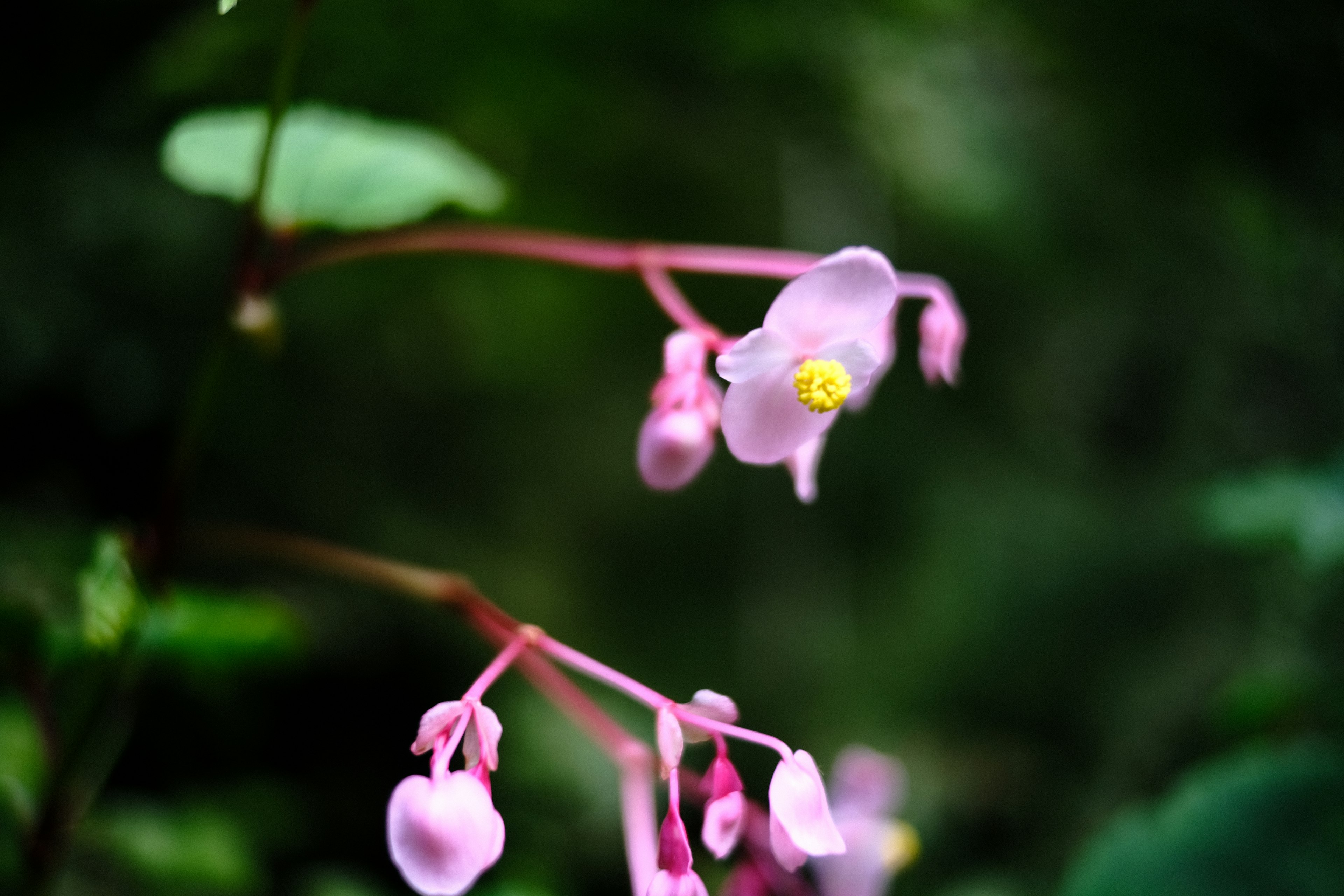 A close-up of delicate pink flowers with yellow centers against a green background