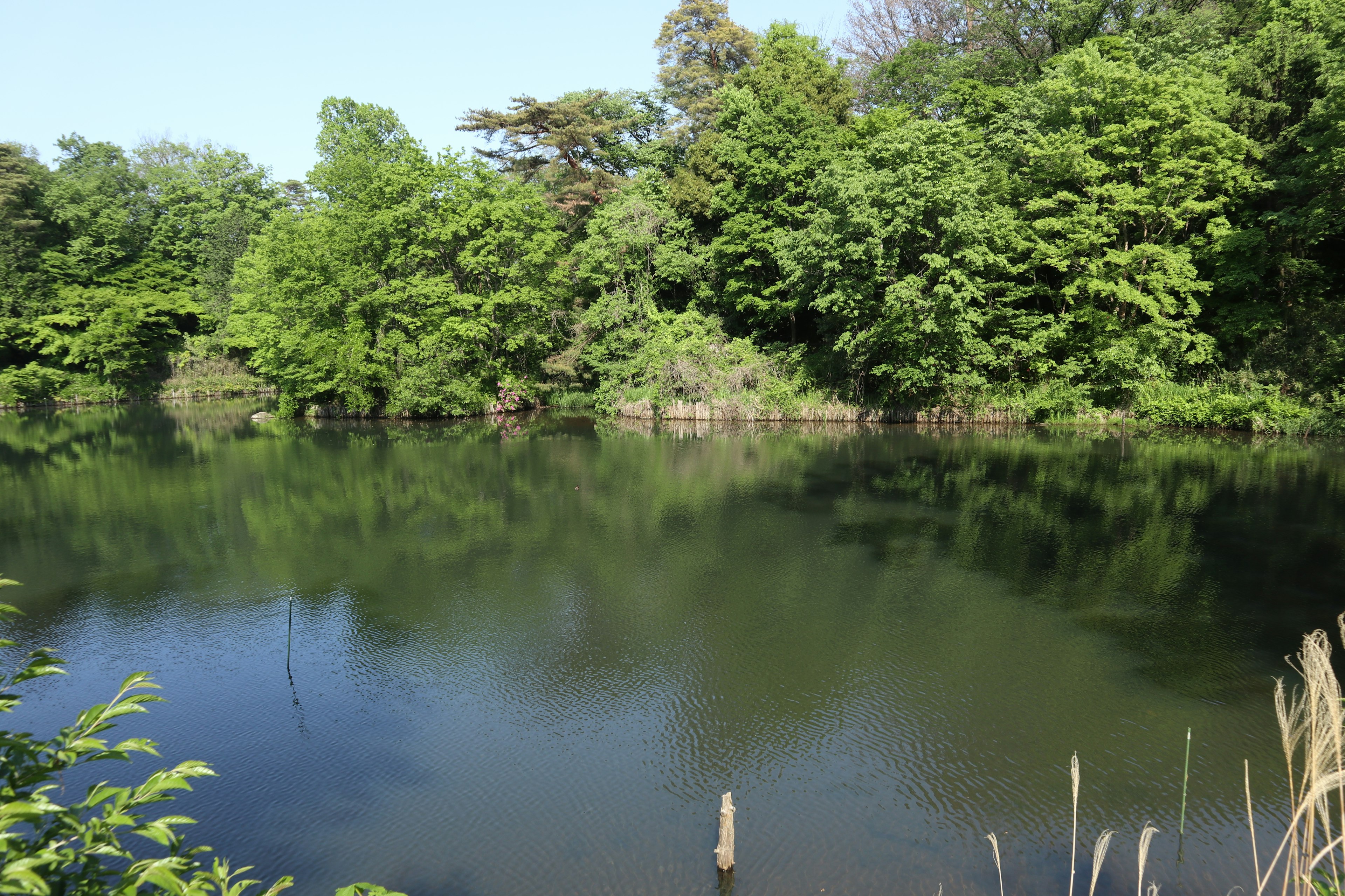 Danau tenang dikelilingi pepohonan hijau lebat