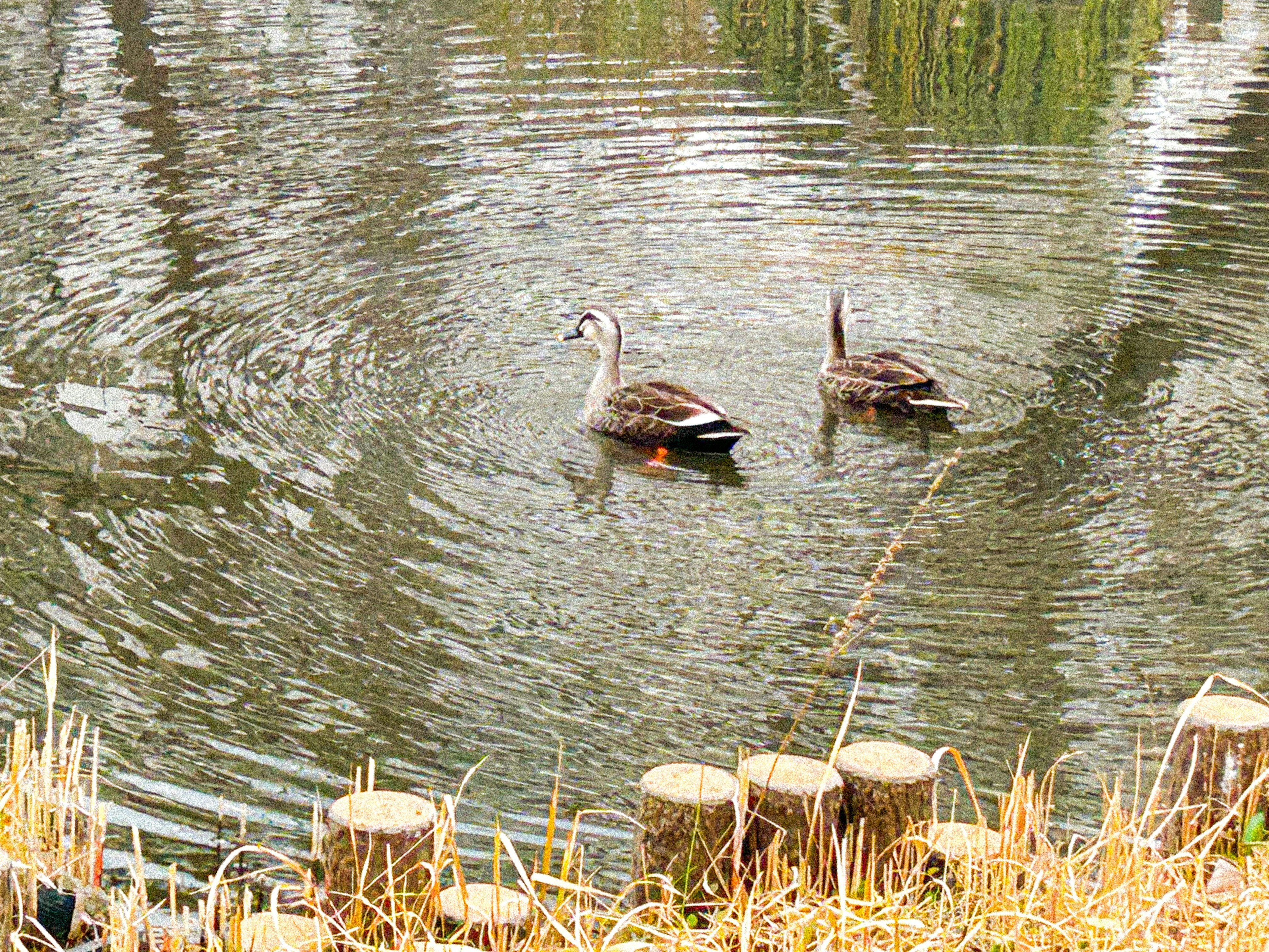 Dos patos nadando en una superficie de agua tranquila