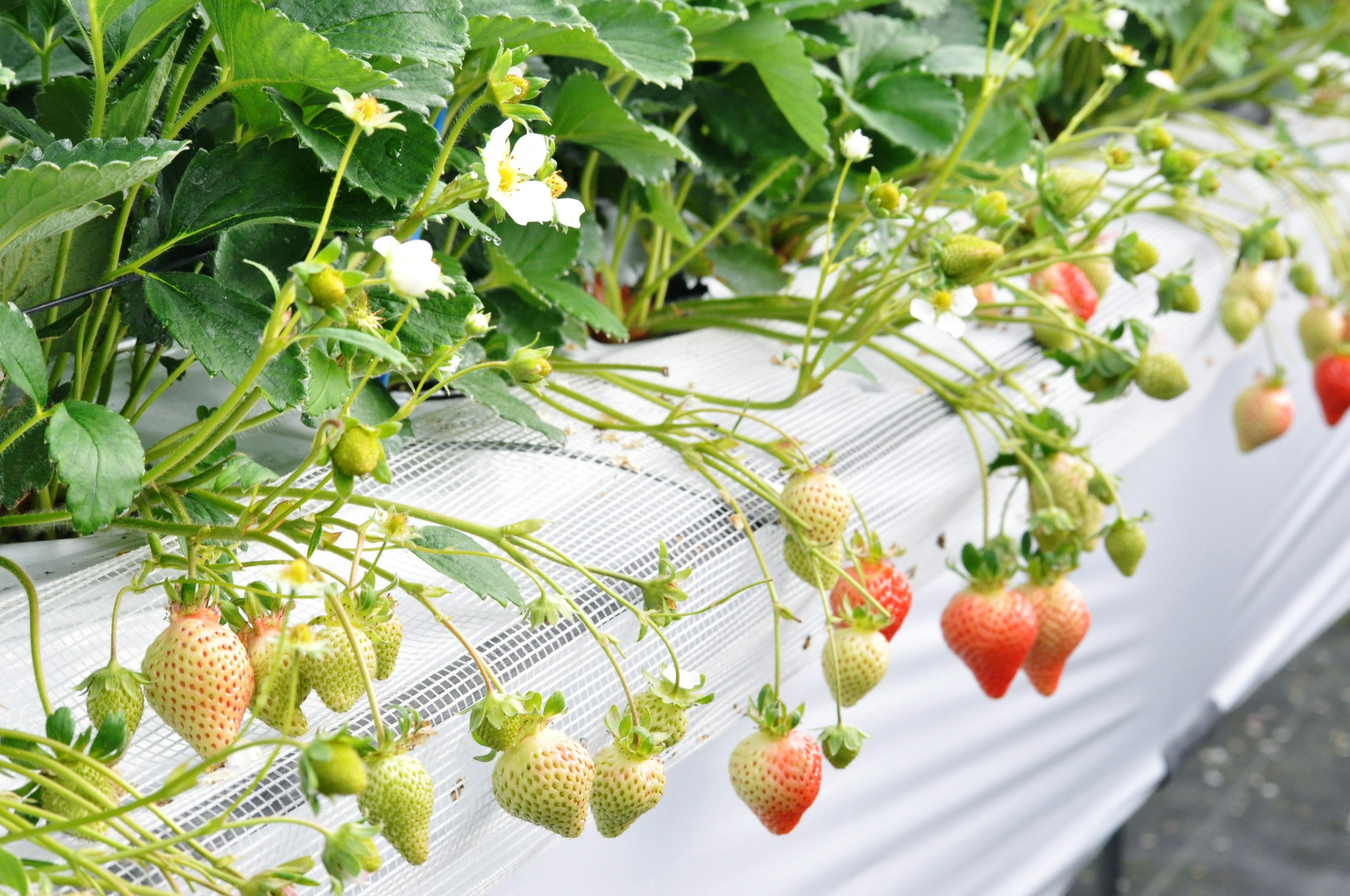 Plantas de fresas con hojas verdes y flores blancas en una bandeja blanca