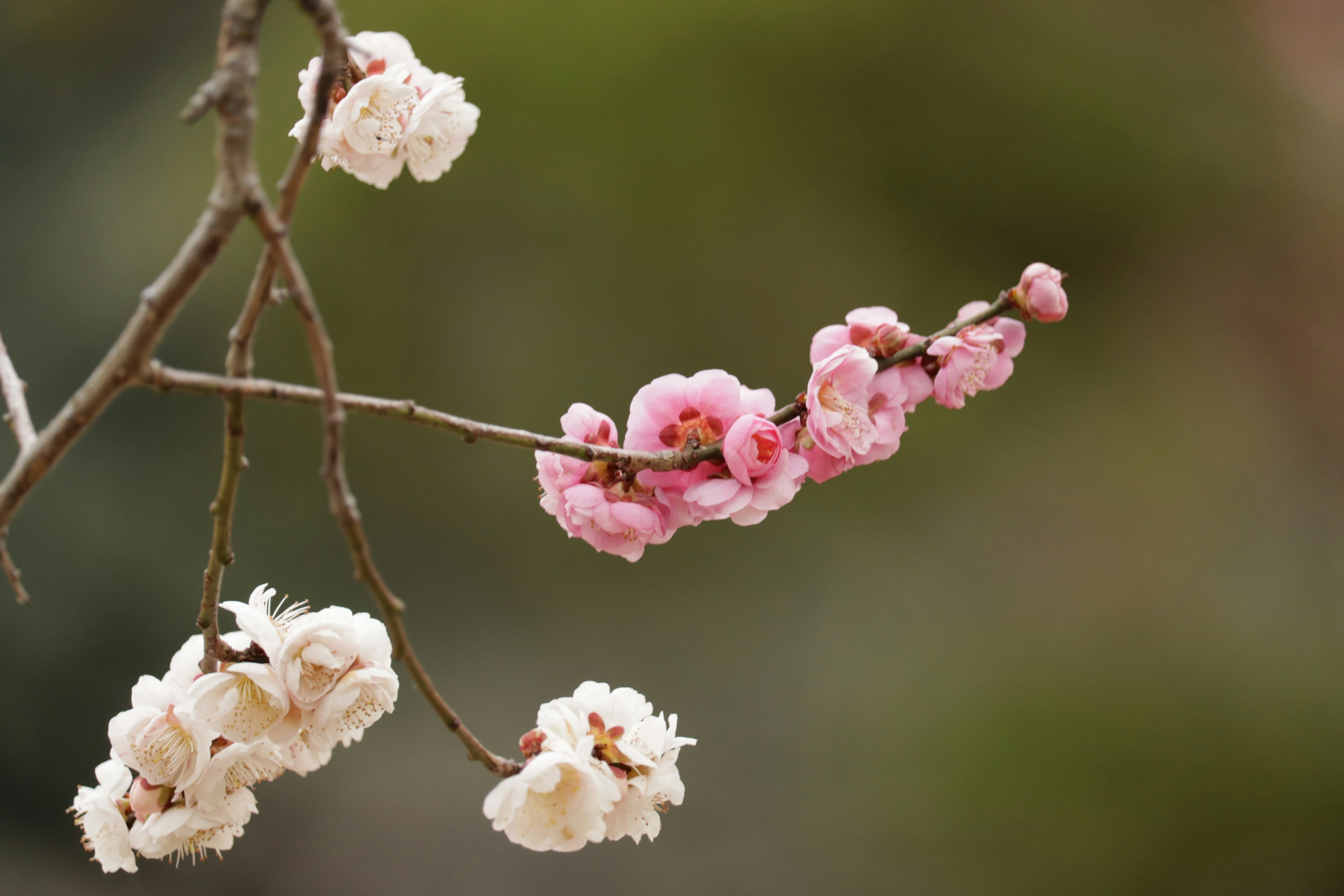 Ein Zweig mit blühenden Kirschblüten in Weiß- und Rosatönen