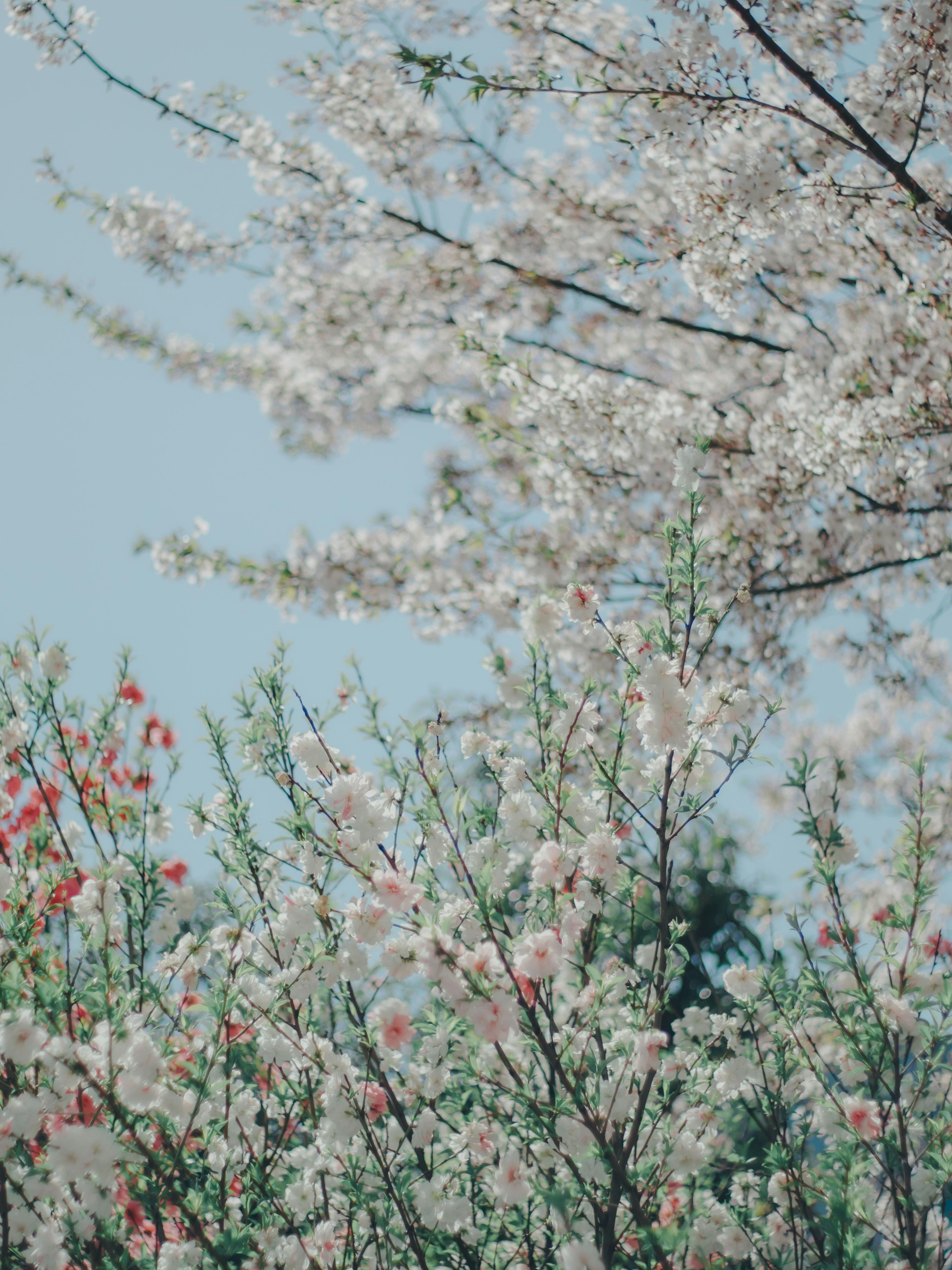 Hermosa escena de árboles de cerezo con flores rosas contra un cielo azul