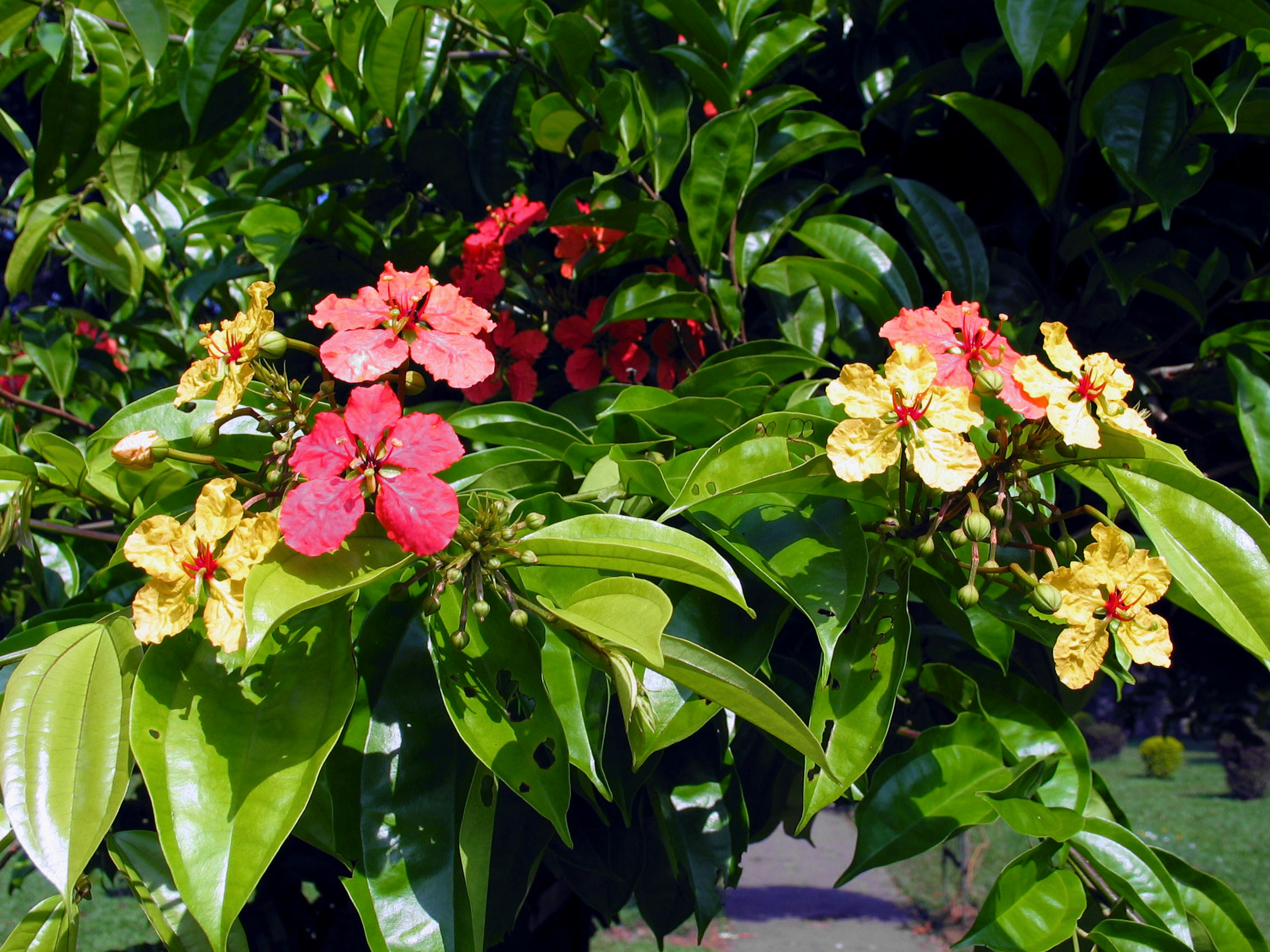 Fiori colorati che sbocciano su uno sfondo di foglie verdi