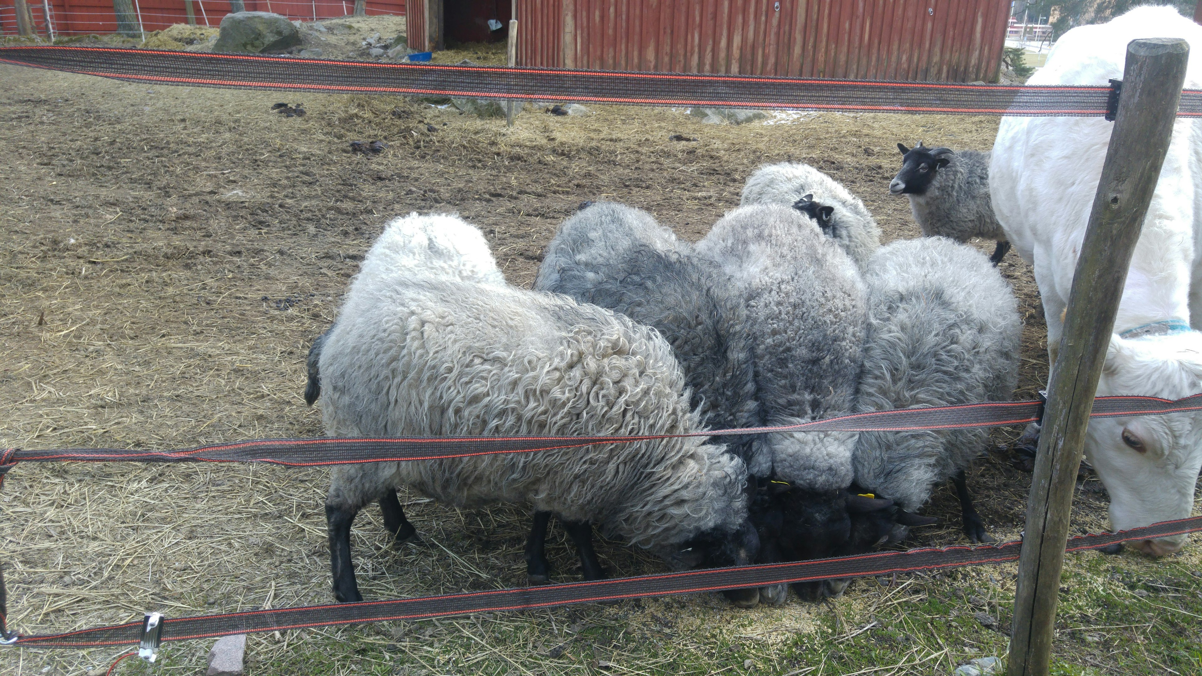 Sheep grazing near a fence in a farm setting