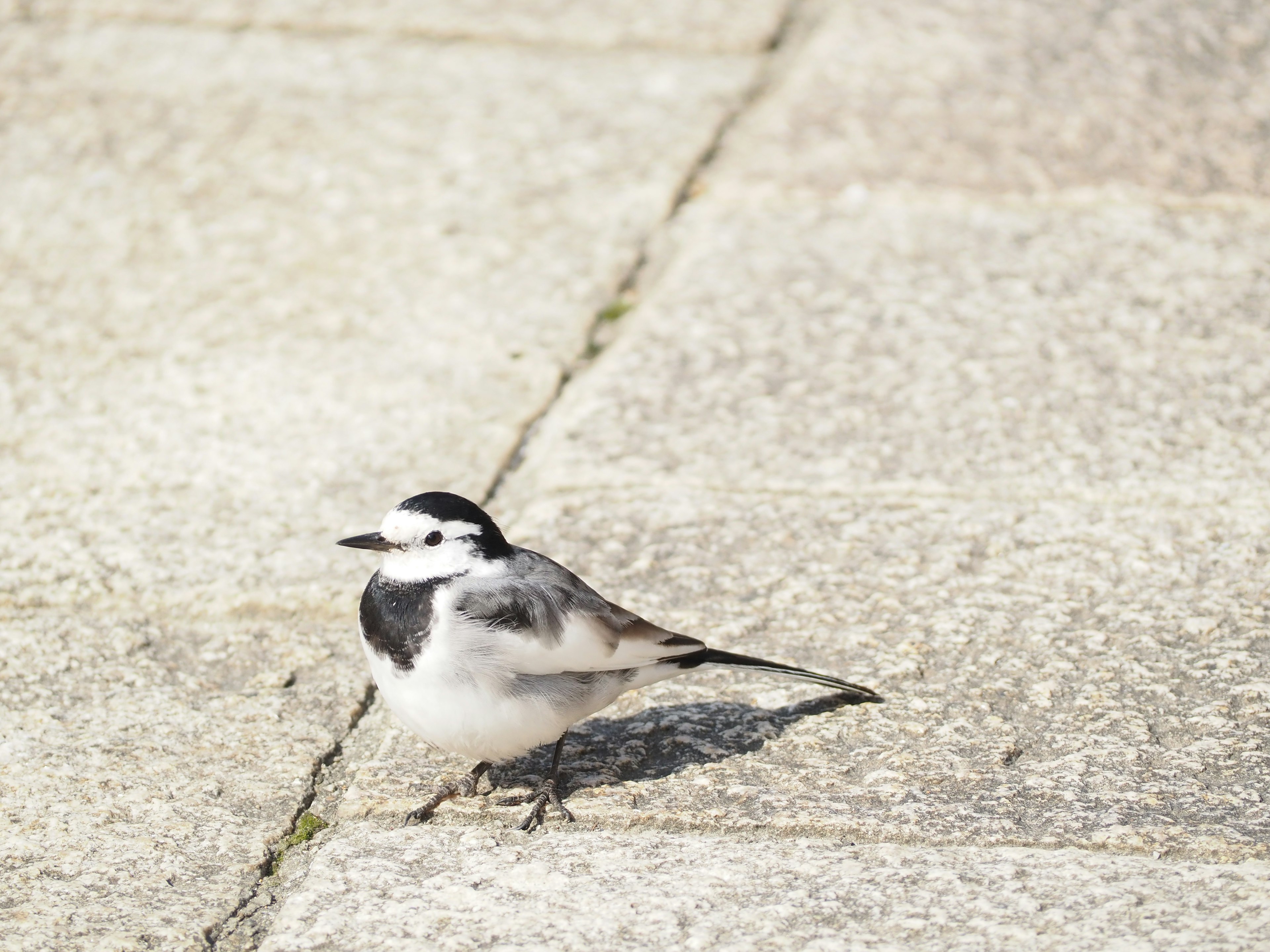 Ein schwarz-weißer Vogel steht auf einem Steinpflaster