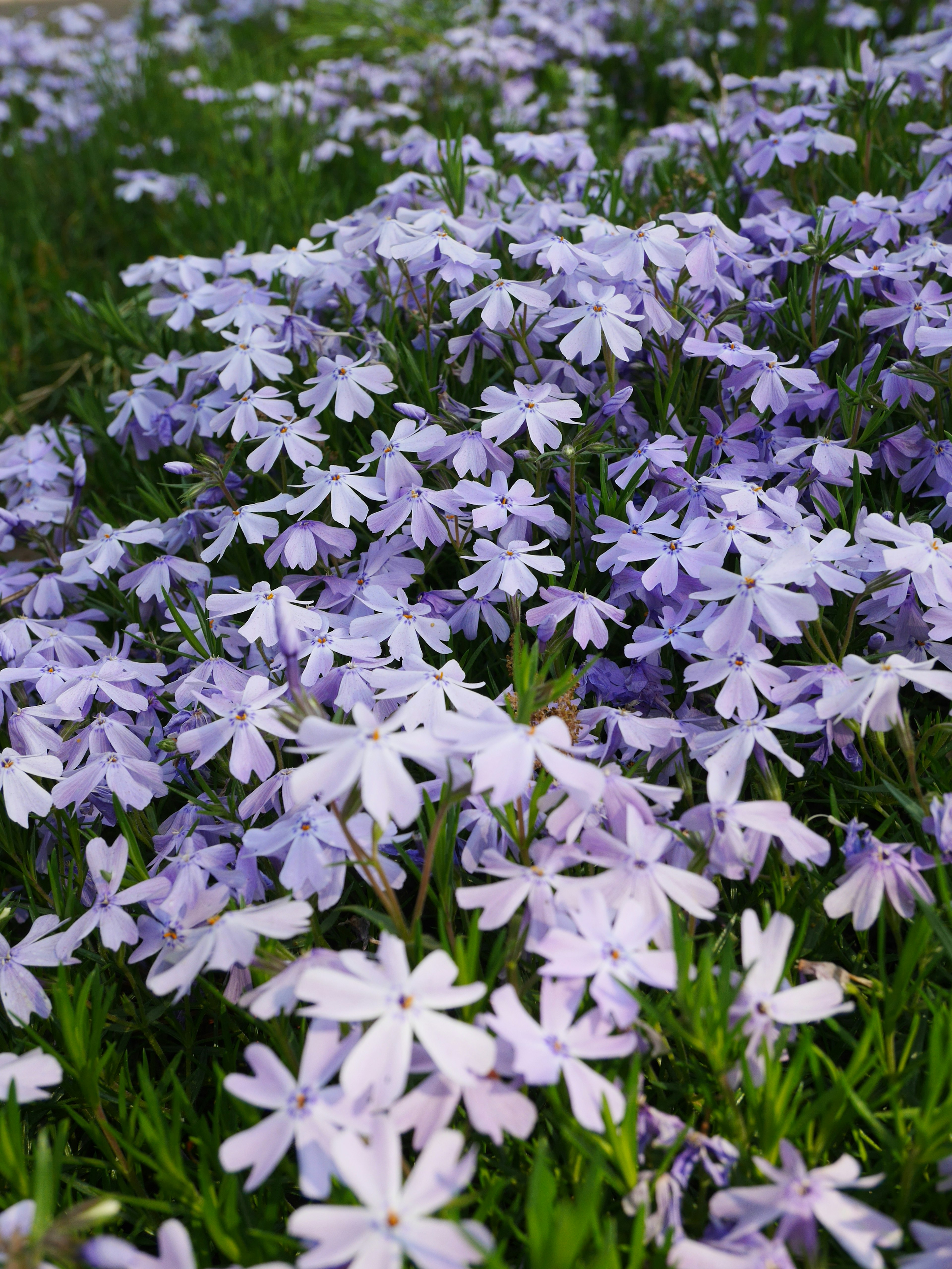 Ein Feld mit lila Blumen, die über grünem Gras blühen