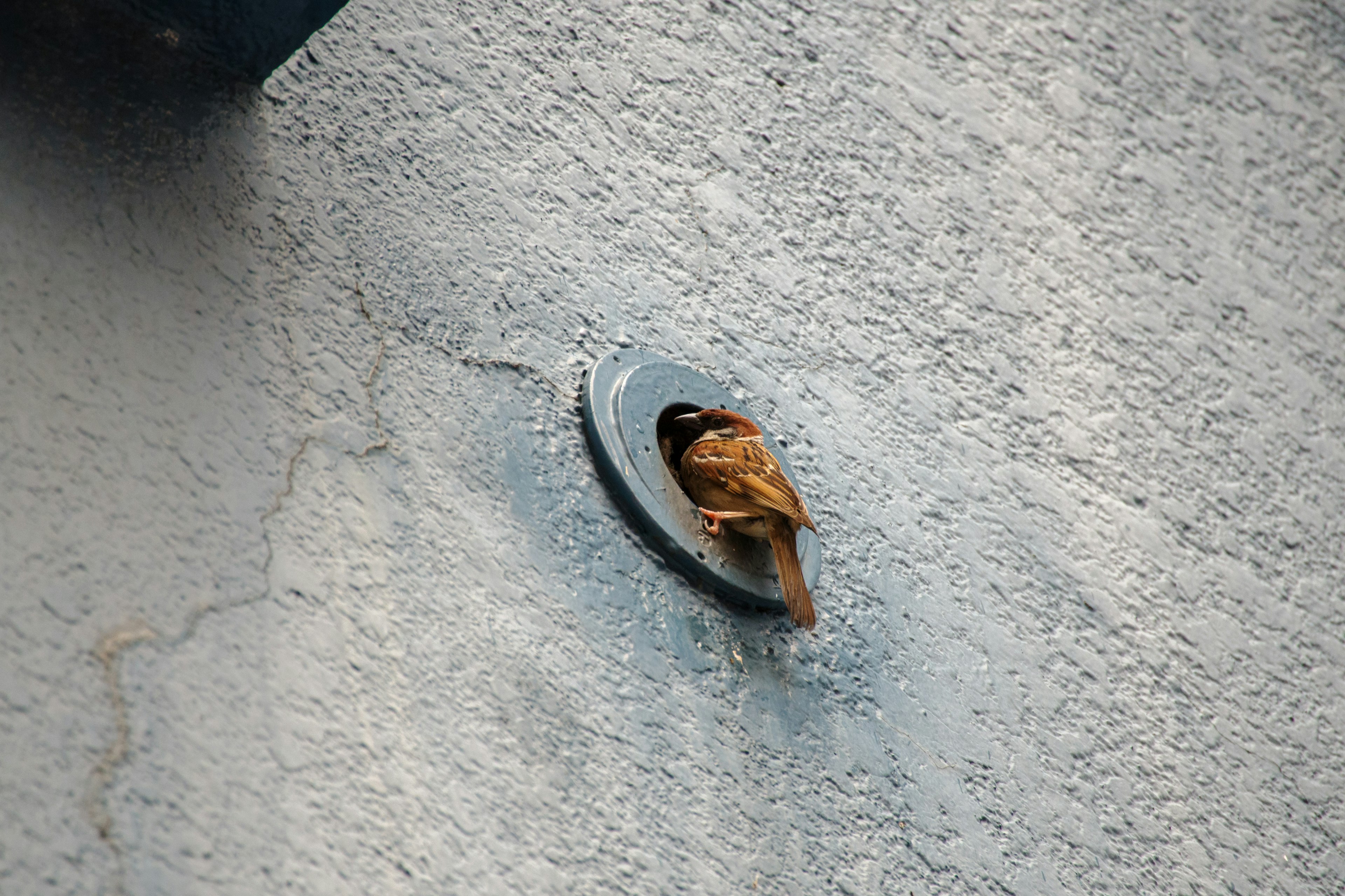 A bird peeking out from a hole in a wall