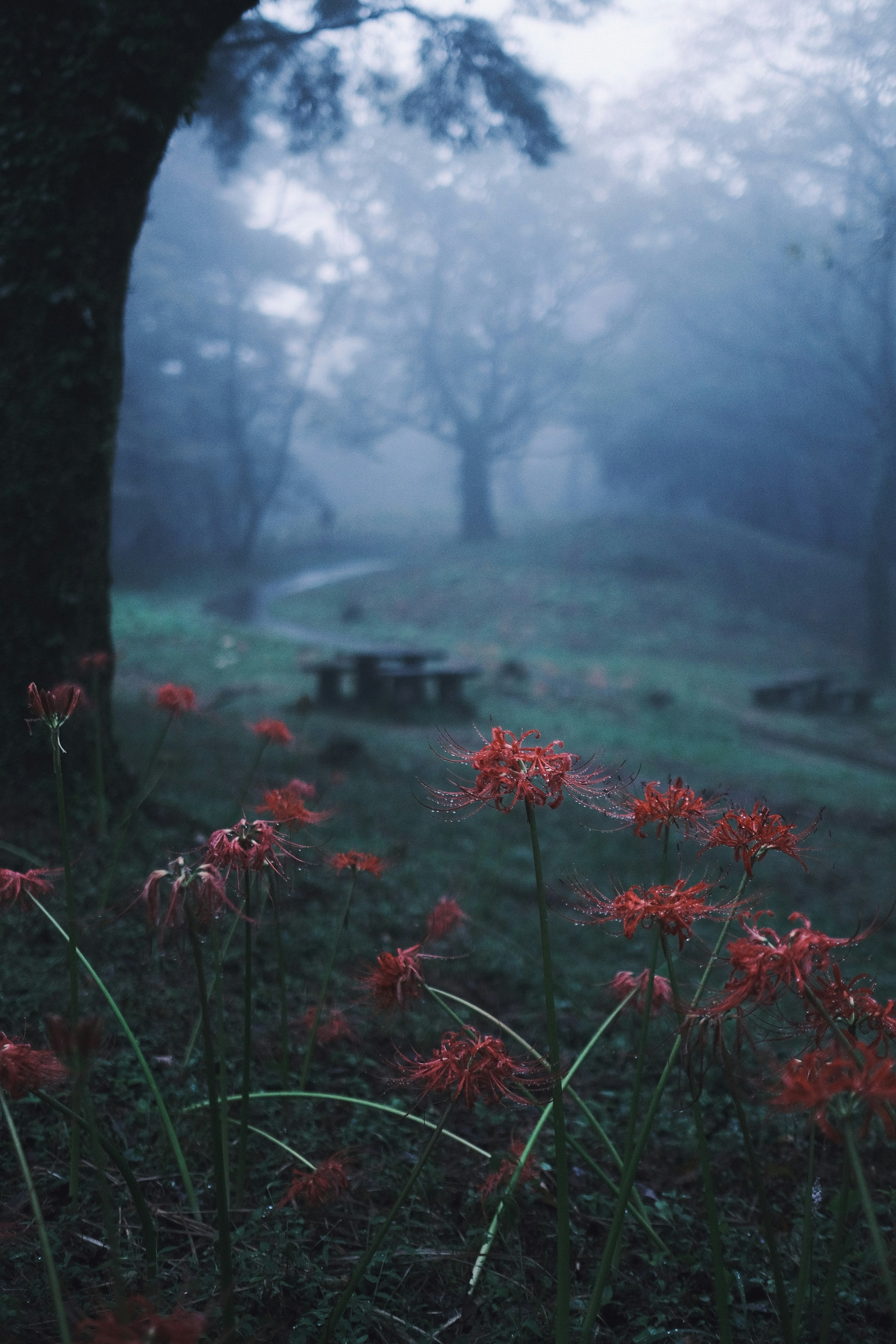 Lilie ragno rosse in un paesaggio nebbioso con alberi