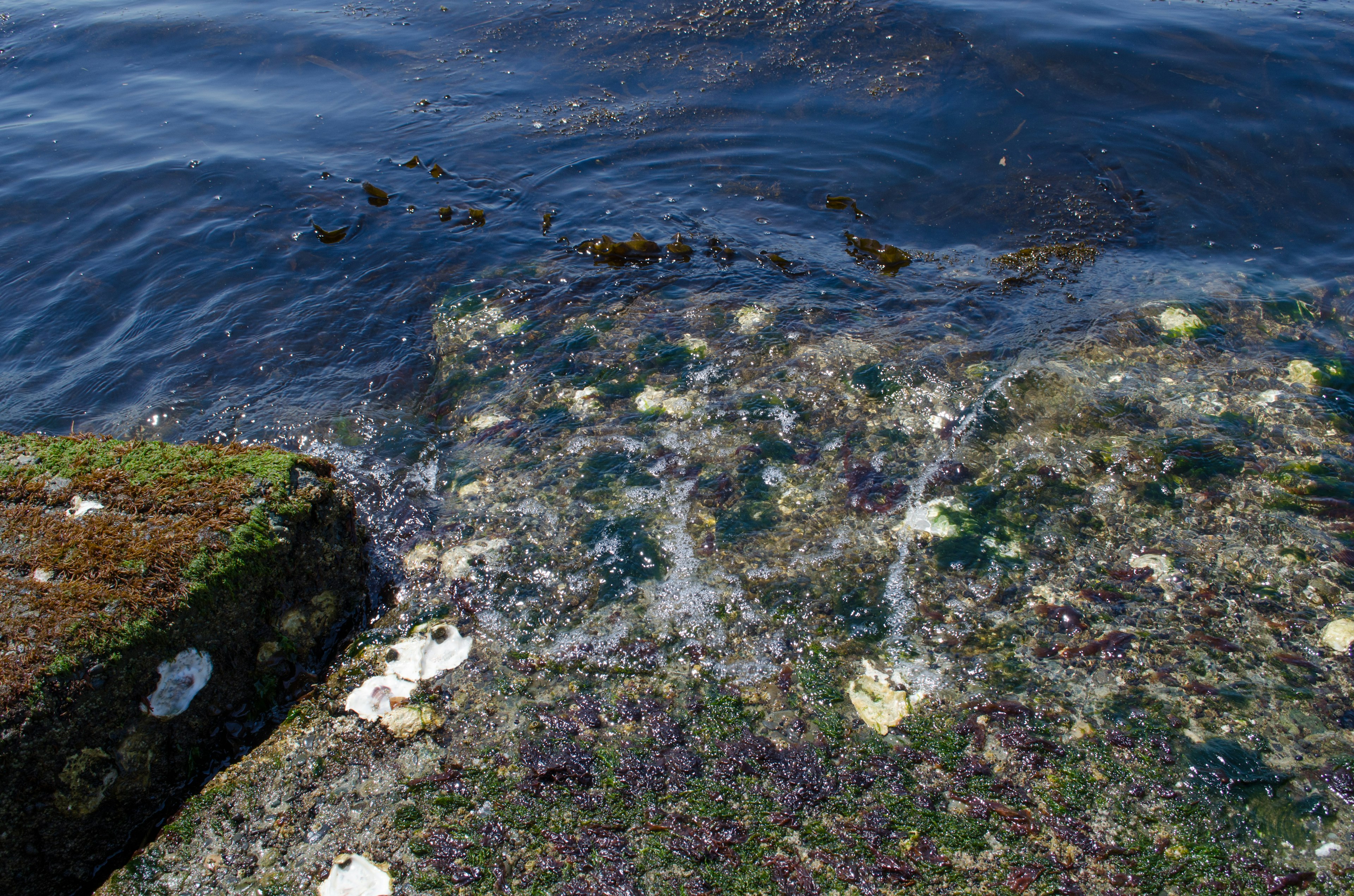 Primo piano di alghe e conchiglie vicino a una roccia muschiosa vicino al mare blu