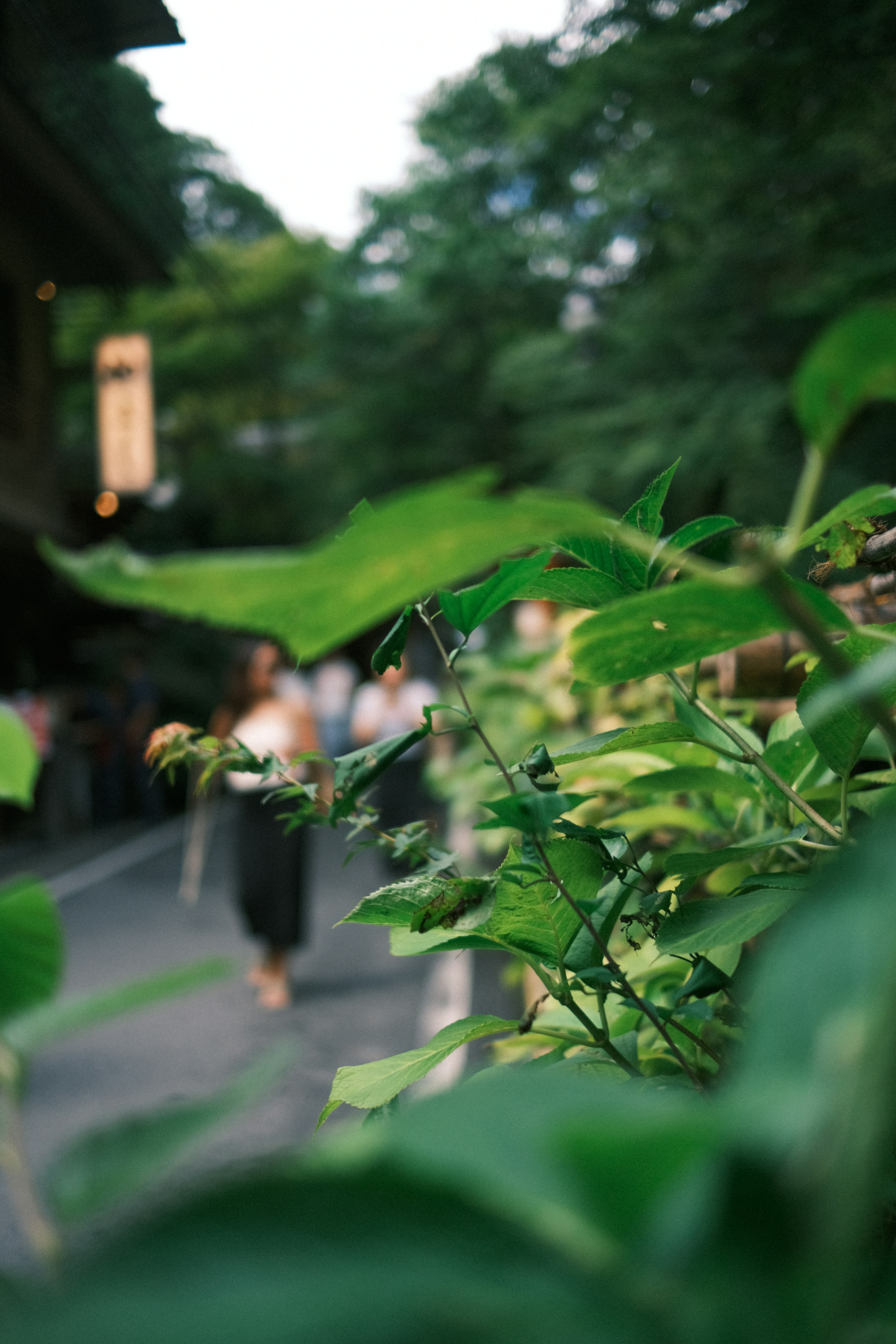 绿色叶子的特写，背景中有人走动