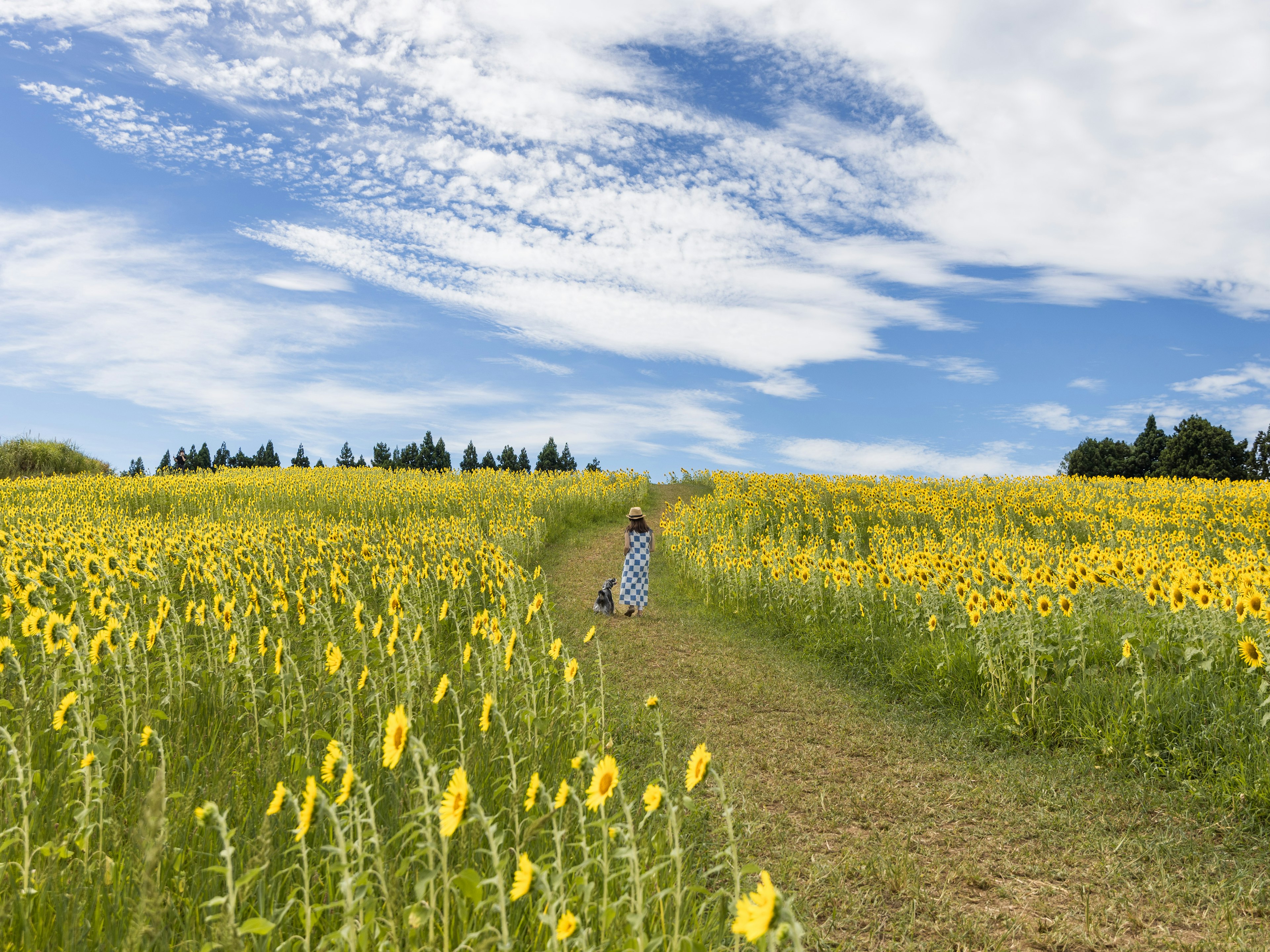 Una persona che cammina lungo un sentiero in un campo di girasoli sotto un cielo azzurro