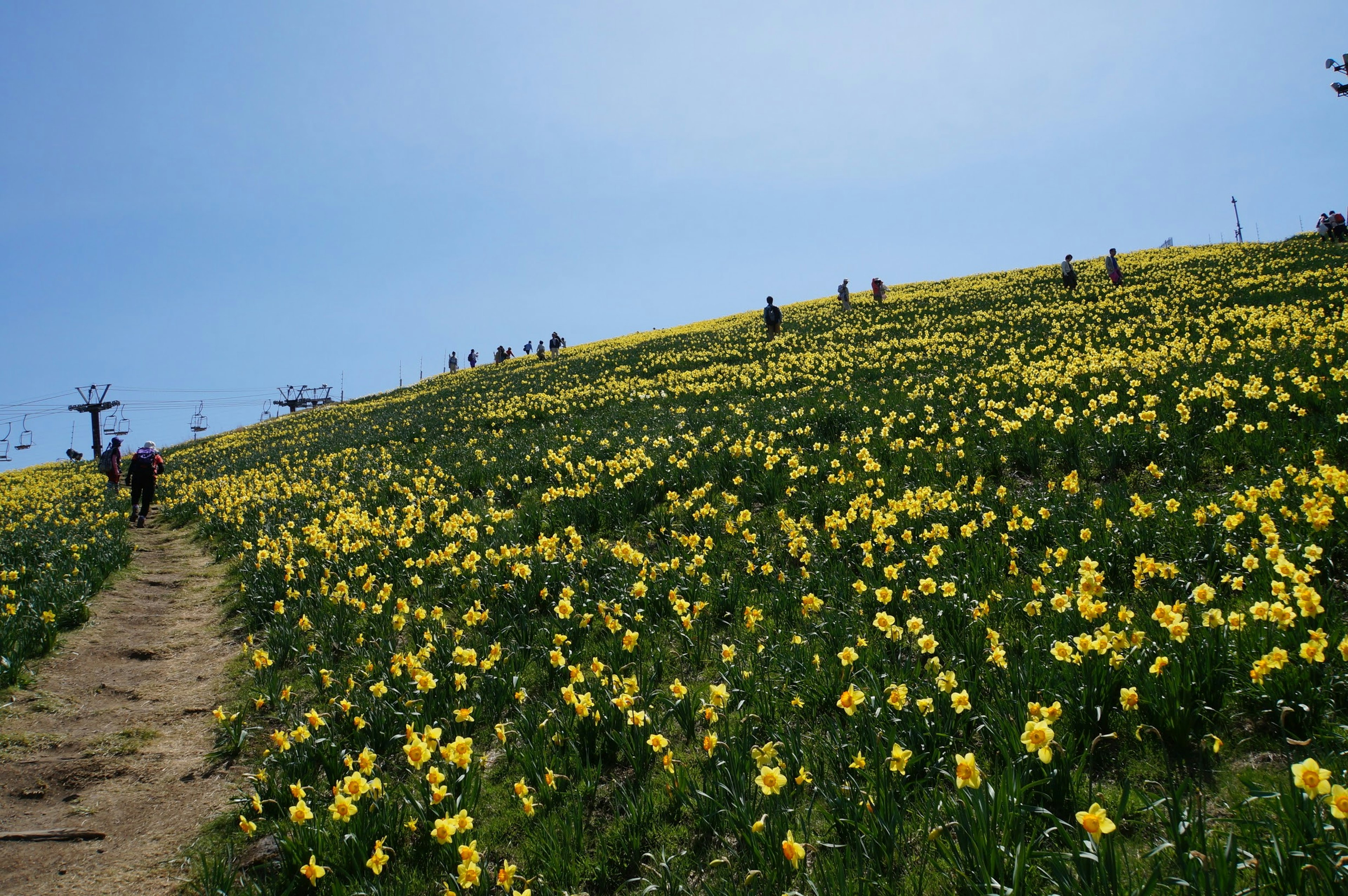 Ein Feld mit gelben Narzissen unter einem hellen Himmel mit Menschen, die gehen