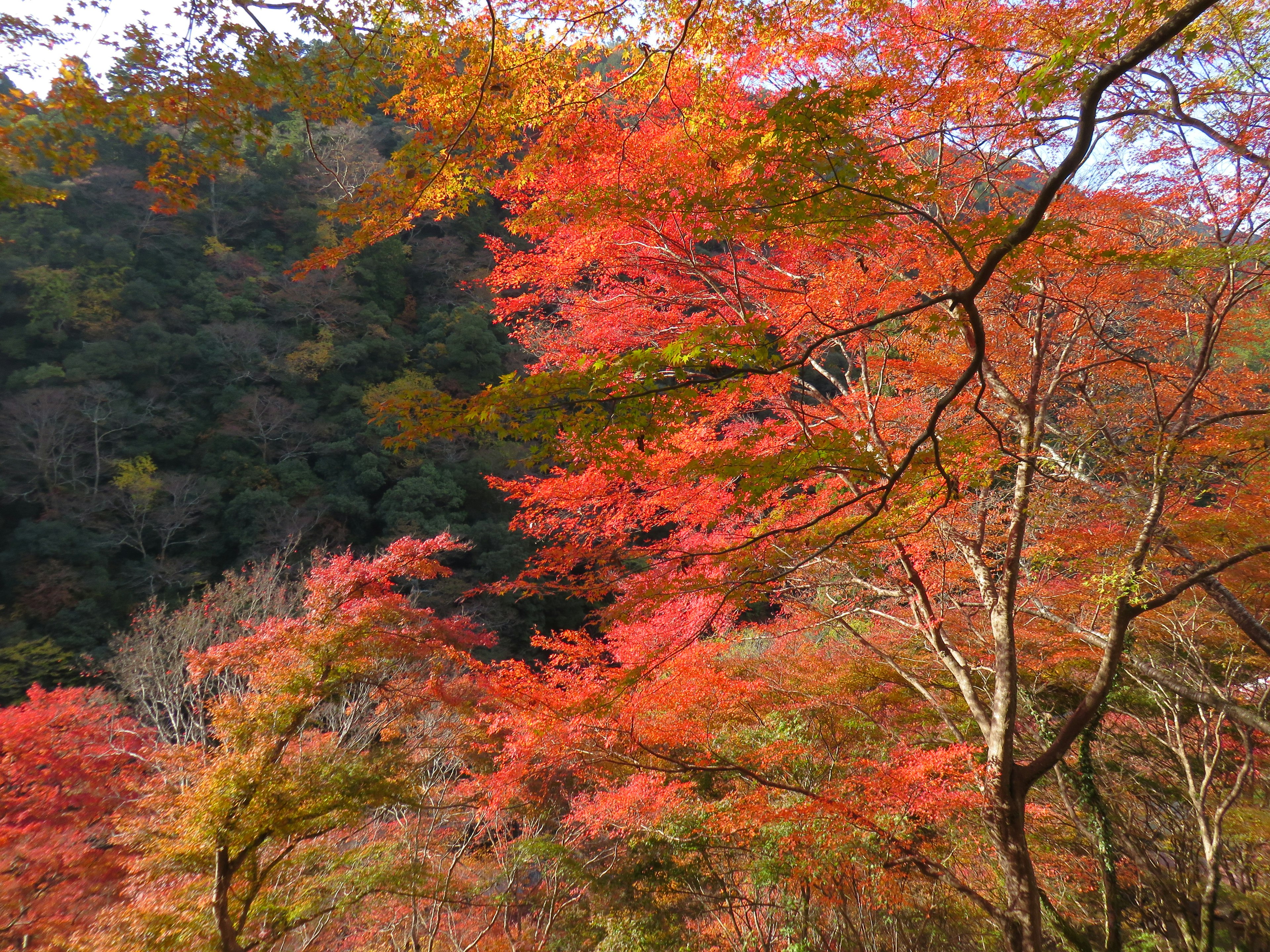 Foglie autunnali vivaci con alberi colorati in un ambiente naturale