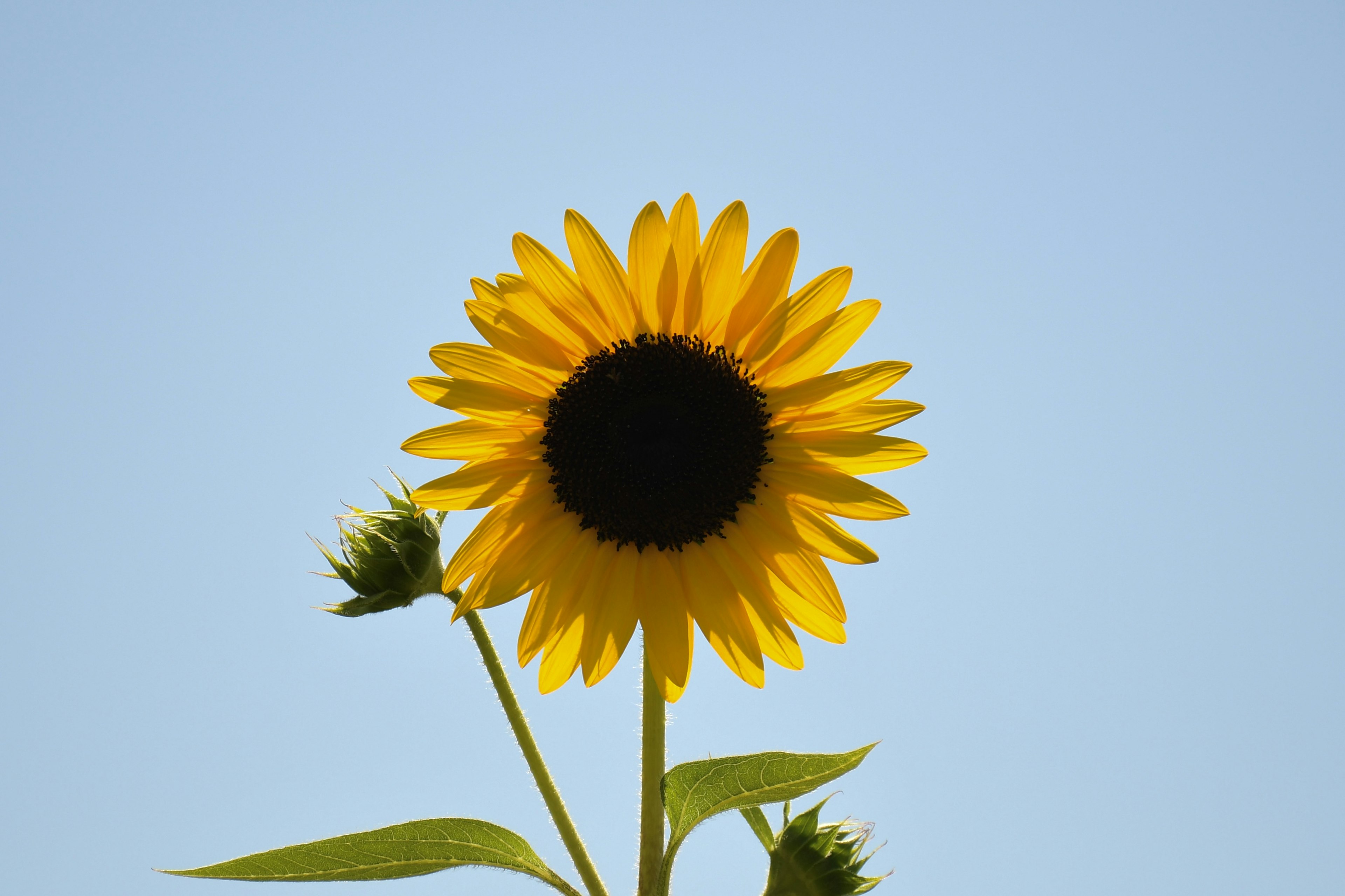 Bright yellow sunflower against a blue sky