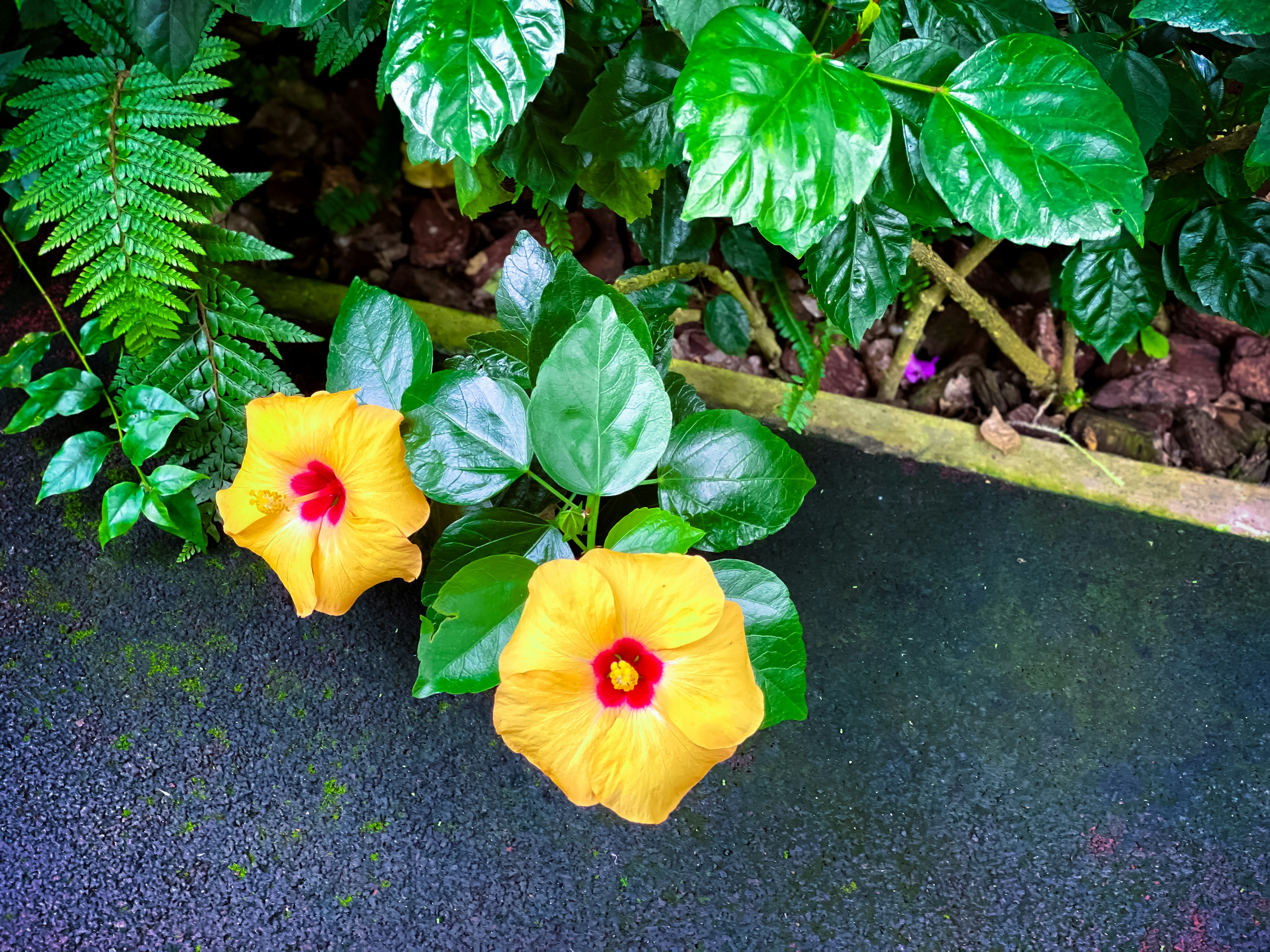 鮮やかな黄色のハイビスカスの花が緑の葉の中に咲いている