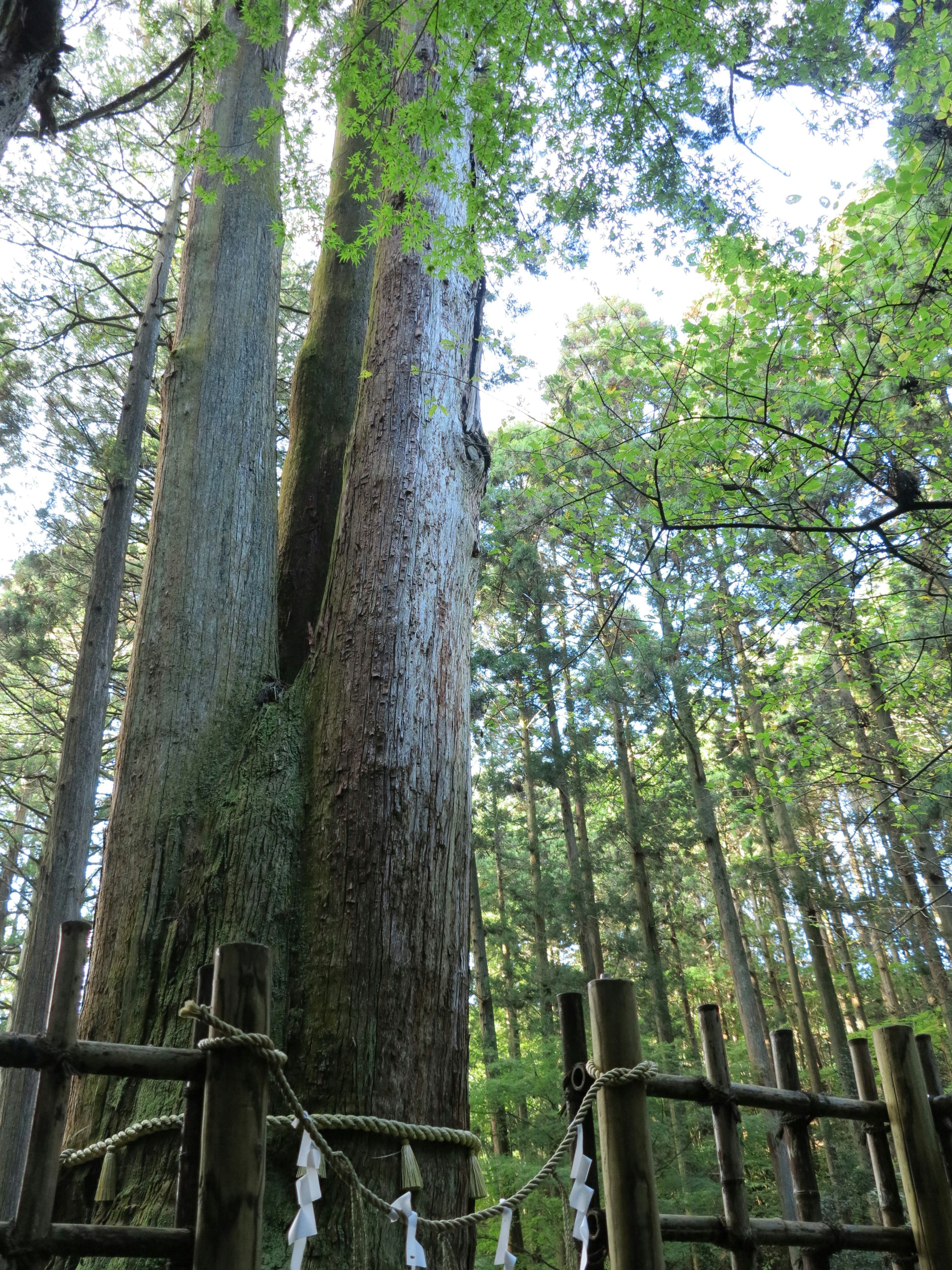 高い木々が立ち並ぶ森の中にある大きな木の二本