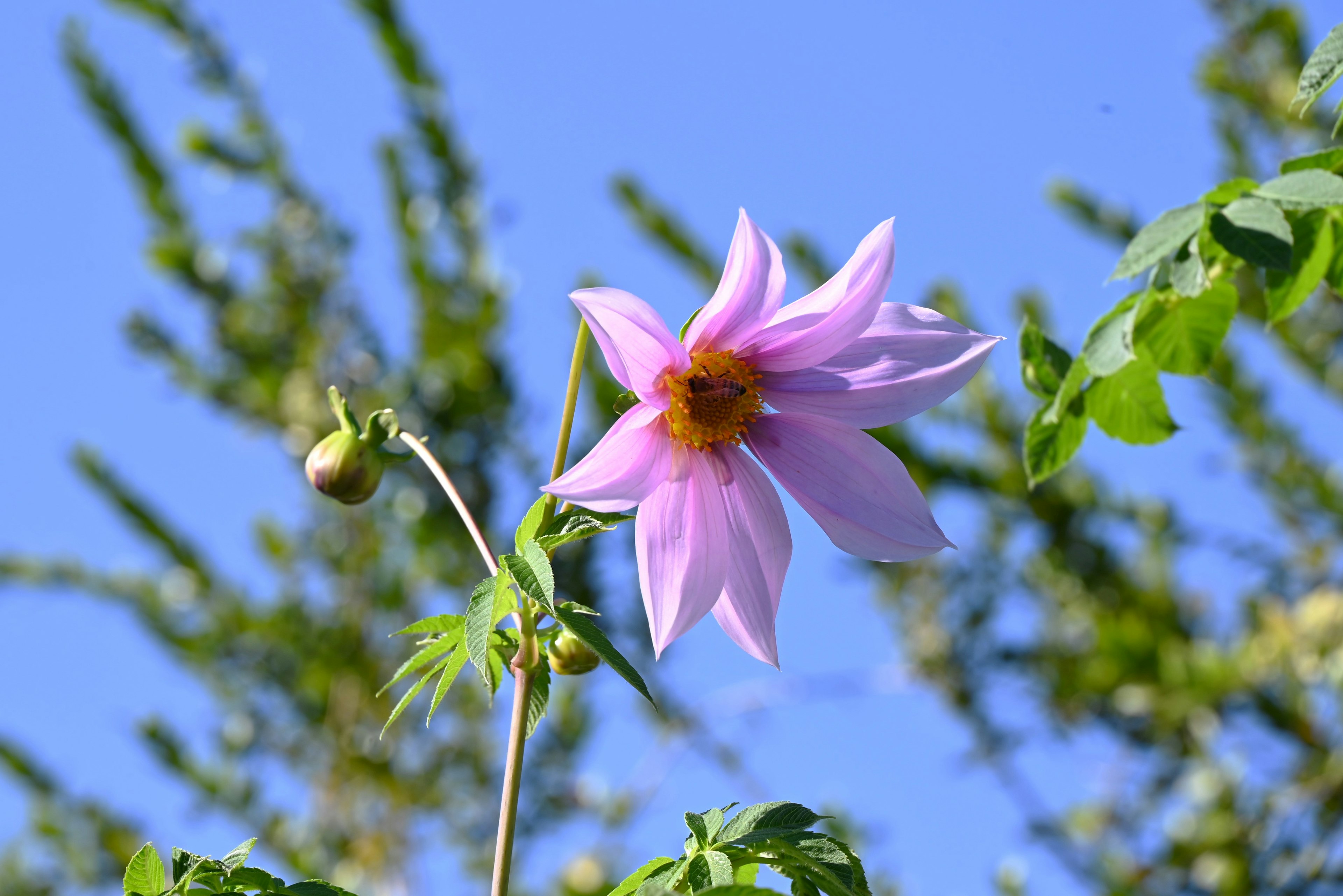 Fleur rose en fleur sous un ciel bleu avec des feuilles vertes