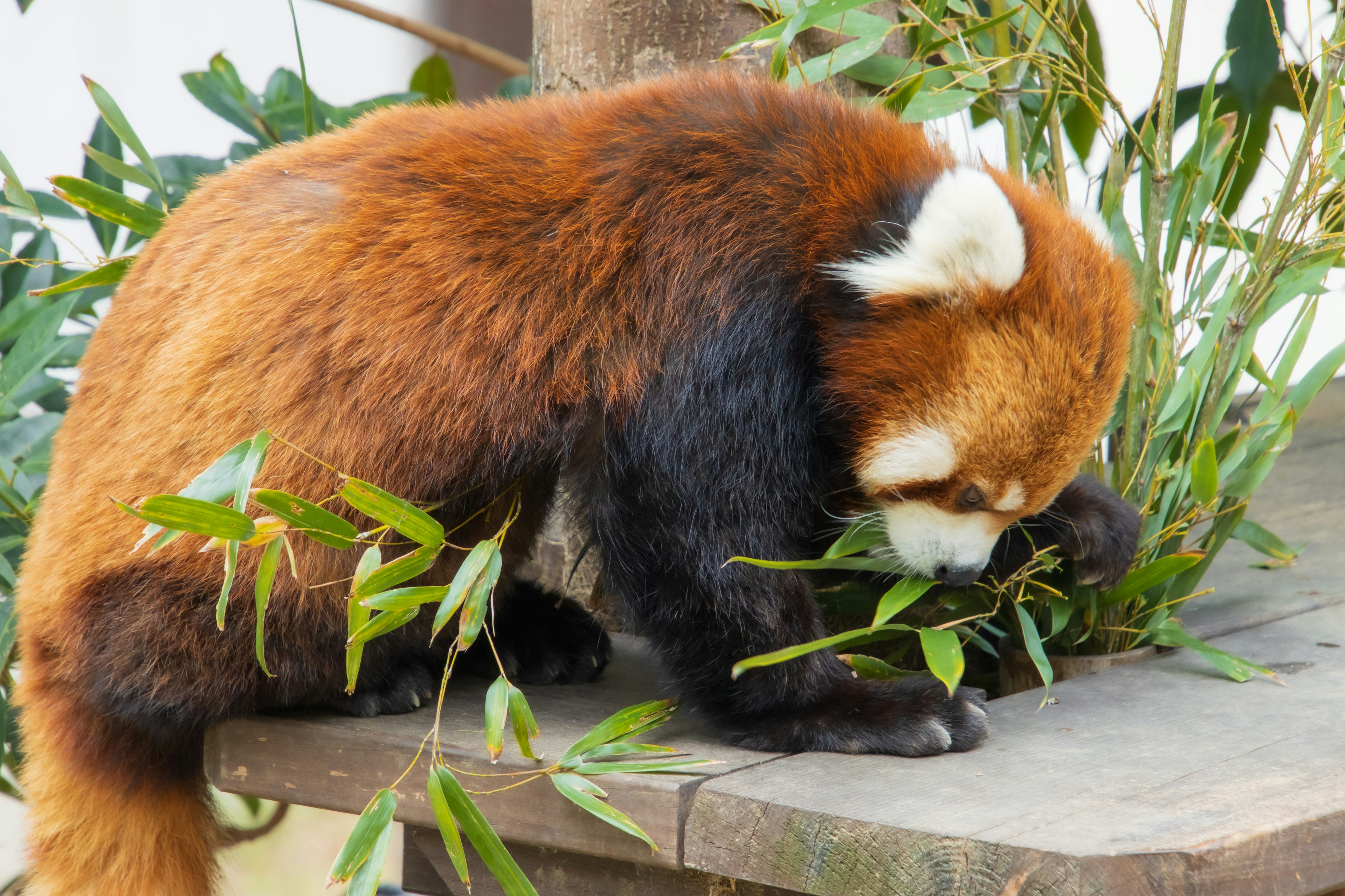 Panda rouge mangeant des feuilles de bambou