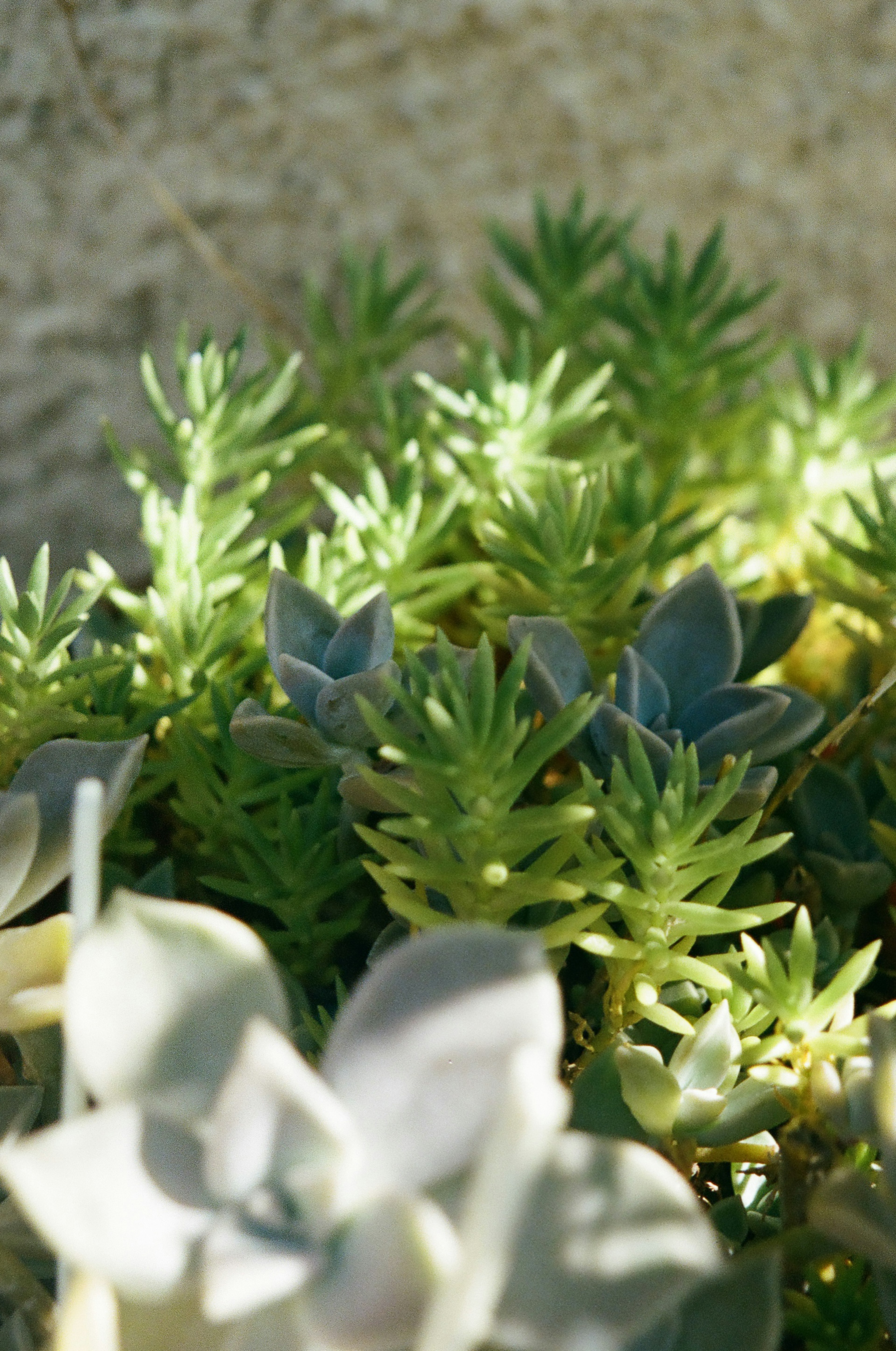 Lush green succulent leaves with soft textures