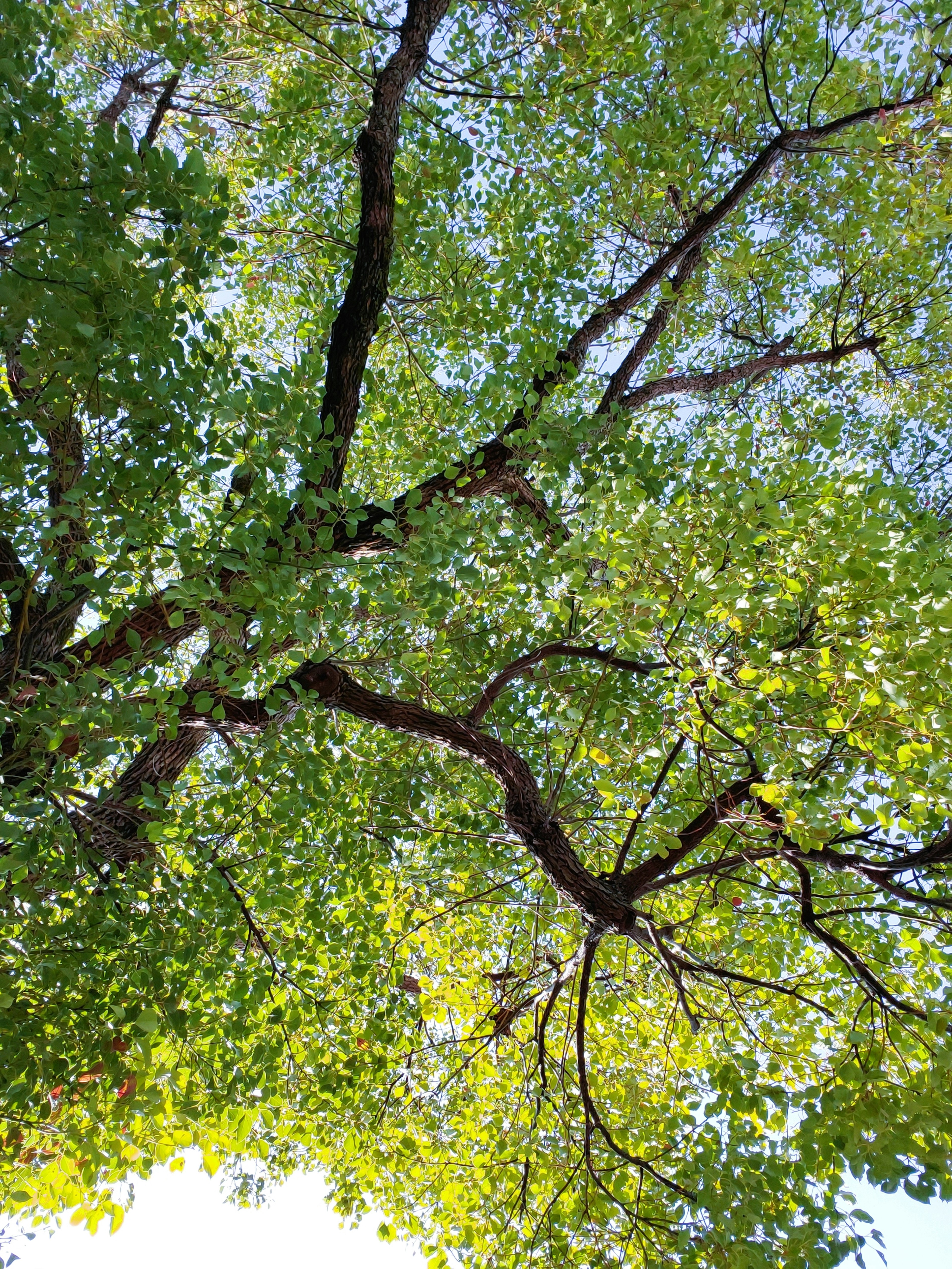 View of a large tree with green leaves and branches looking up from below