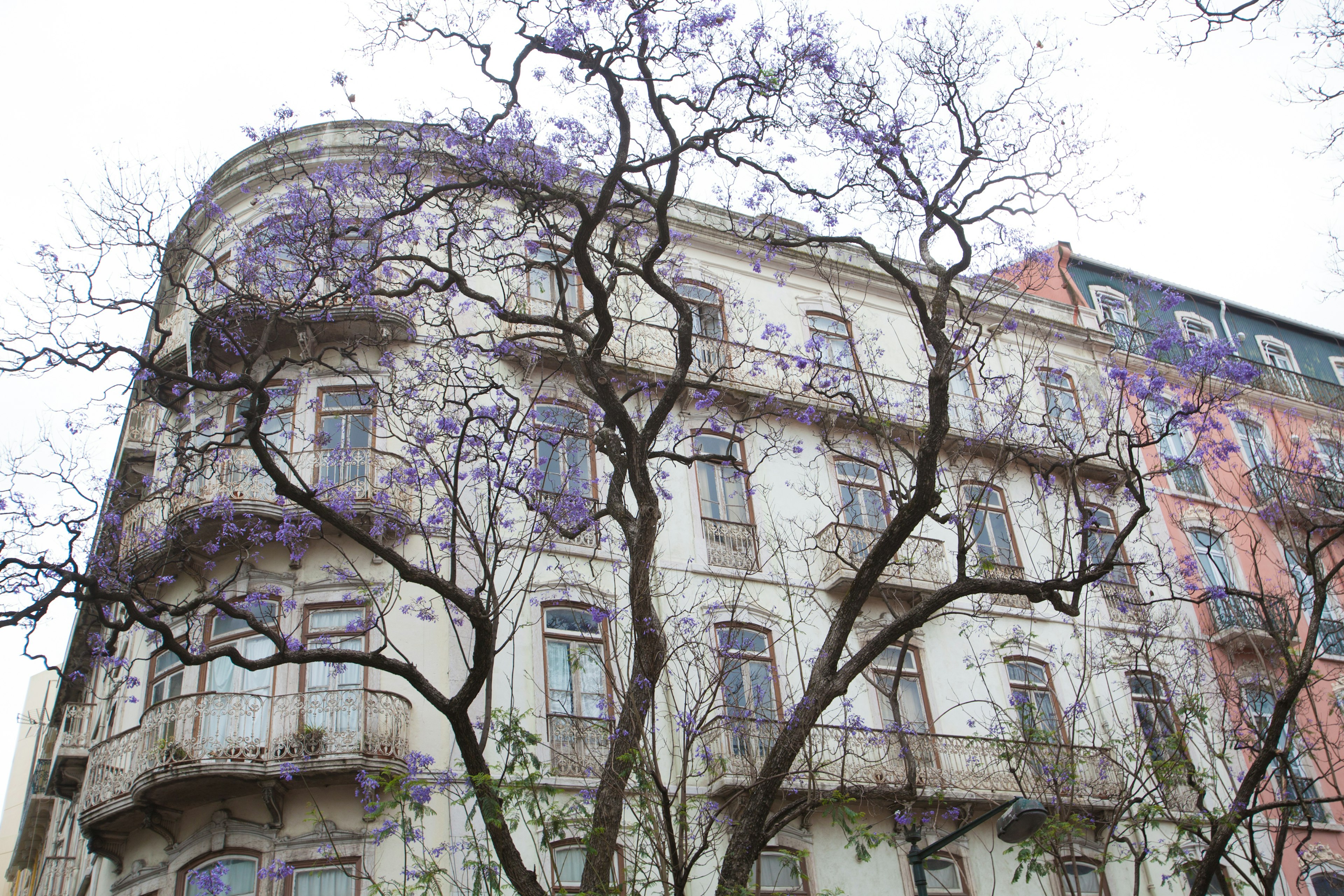 Facciata di un vecchio edificio con alberi in fiore viola davanti