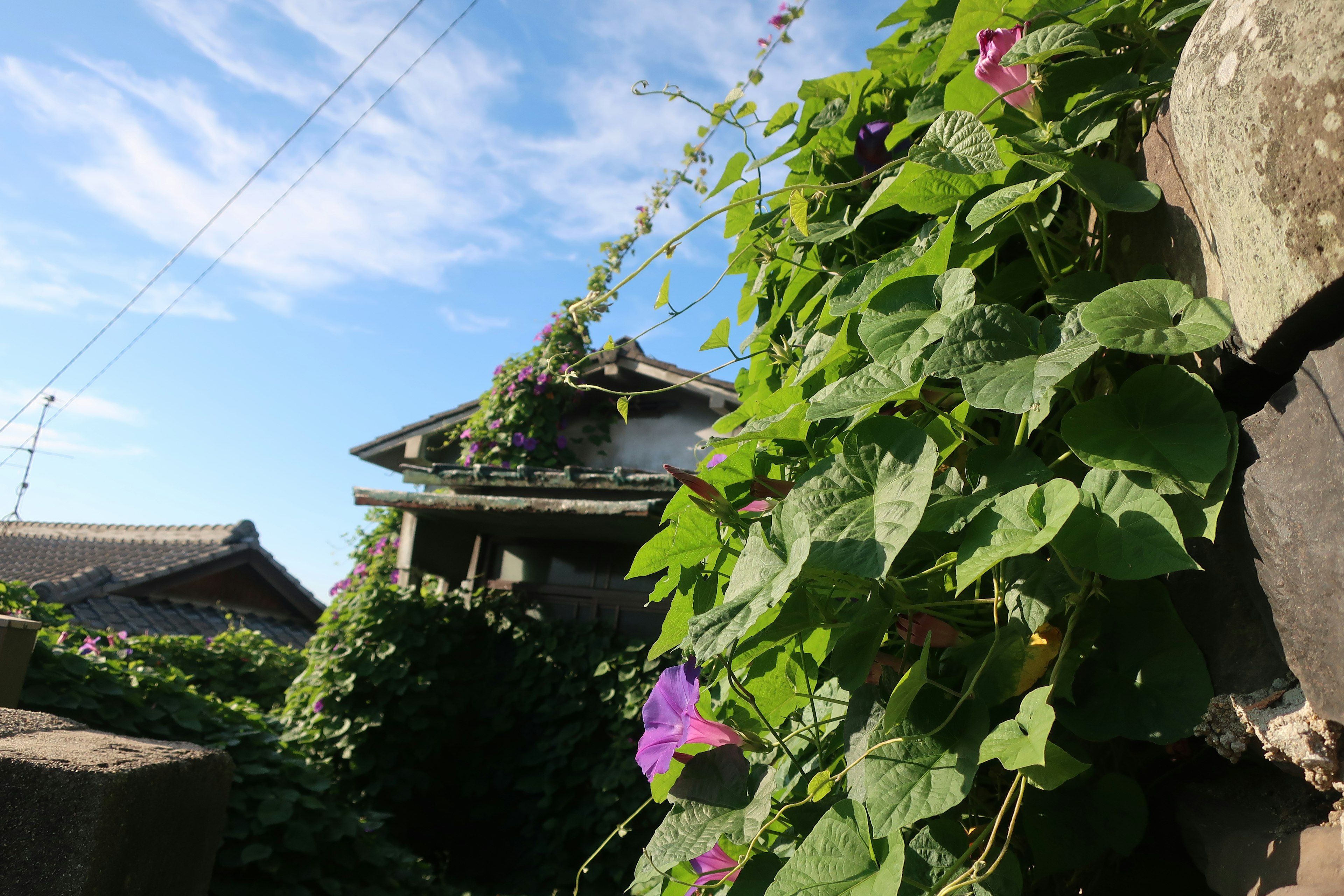 Vue pittoresque d'une vieille maison avec un ciel bleu et des vignes vertes