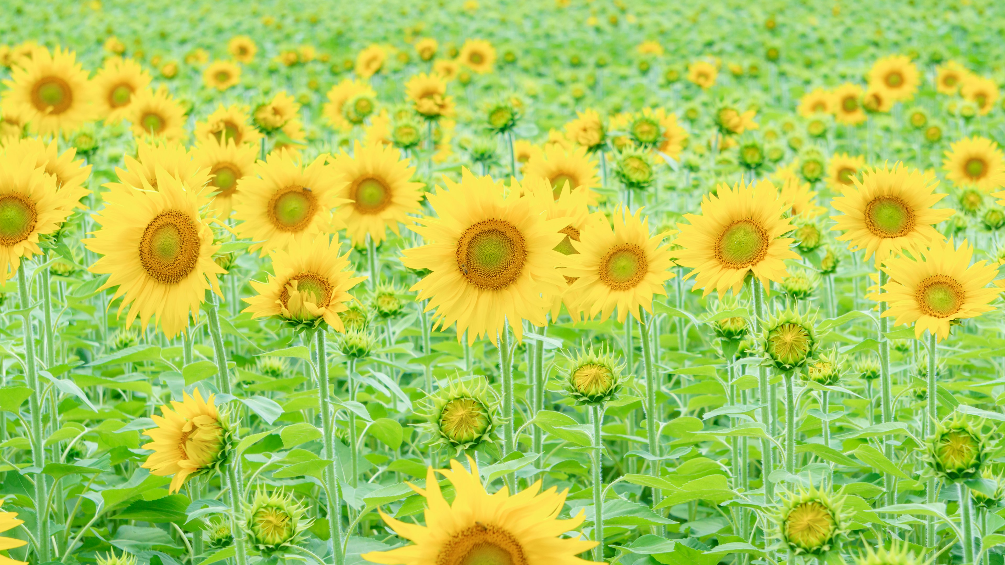 Expansive sunflower field with vibrant yellow flowers