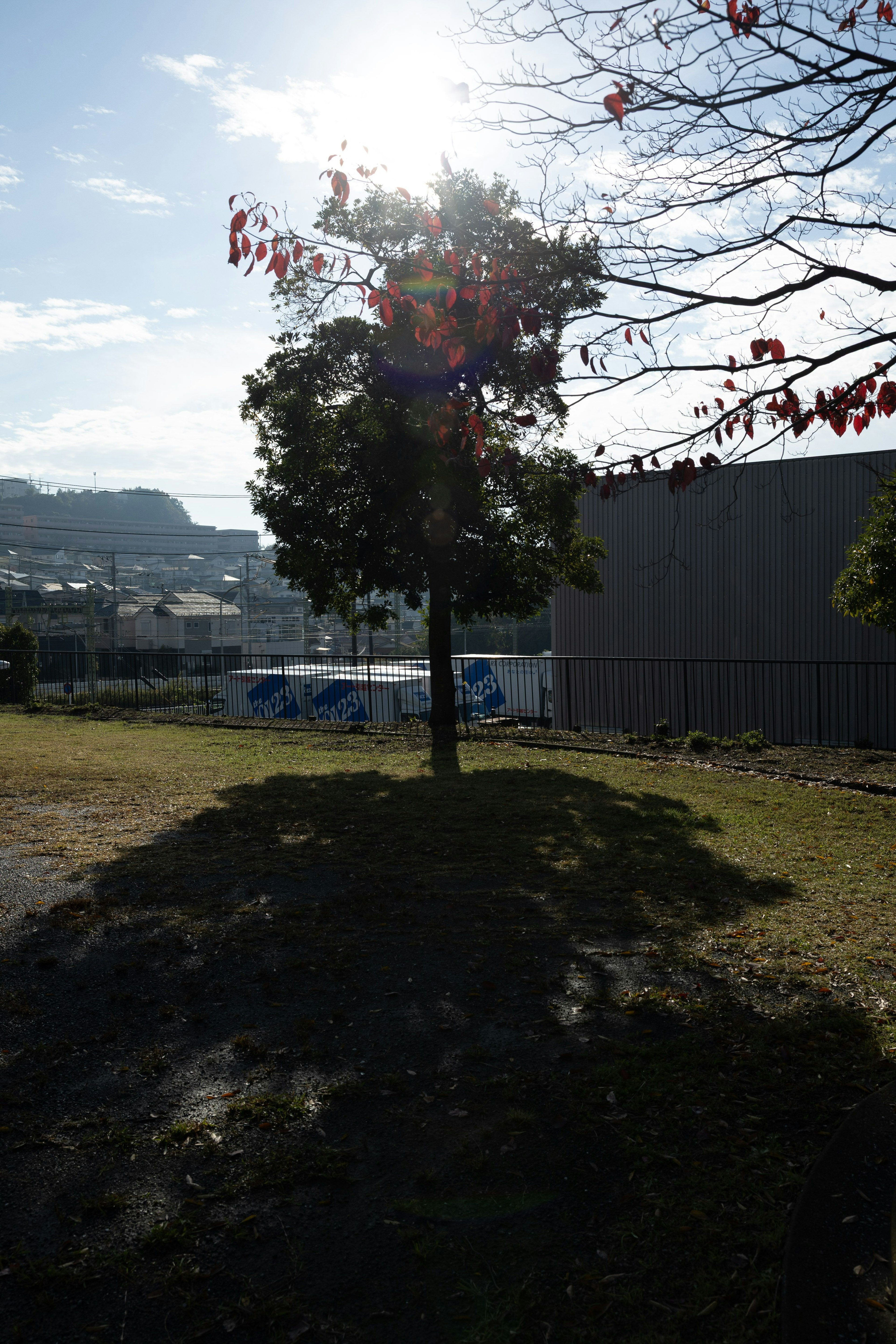 Escena de parque con un árbol proyectando una sombra bajo un sol brillante
