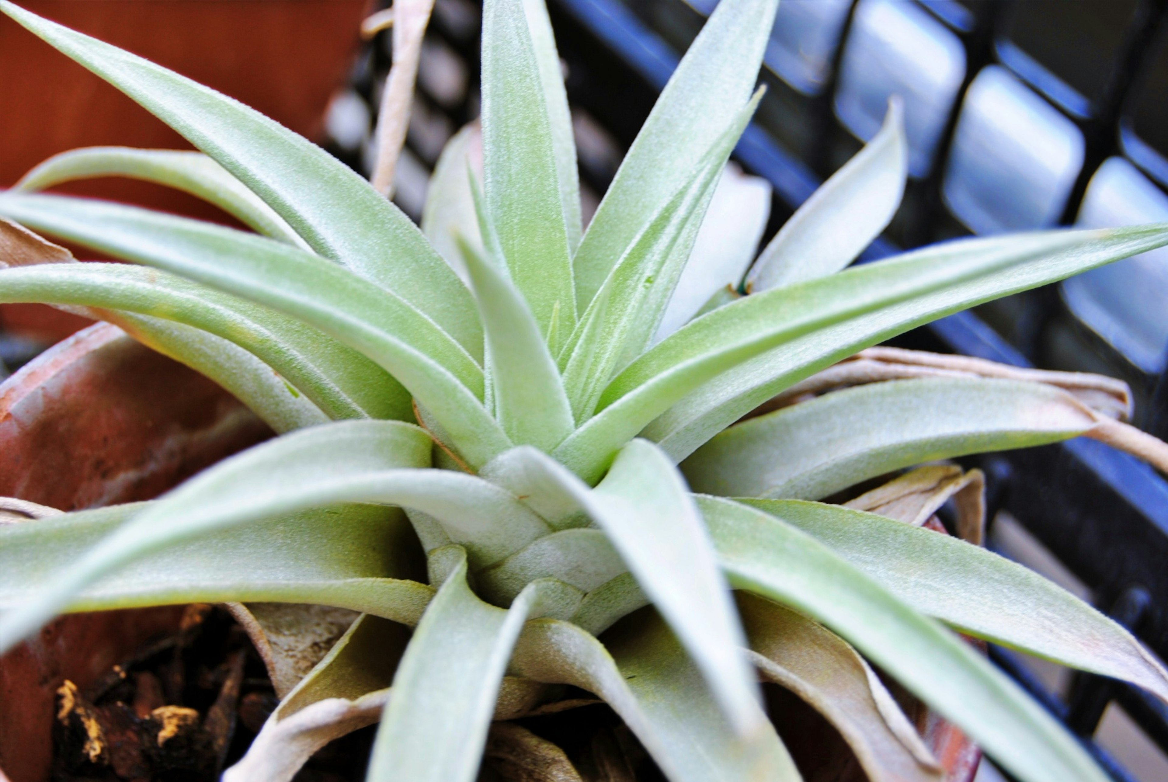 Primer plano de una planta suculenta con hojas verdes