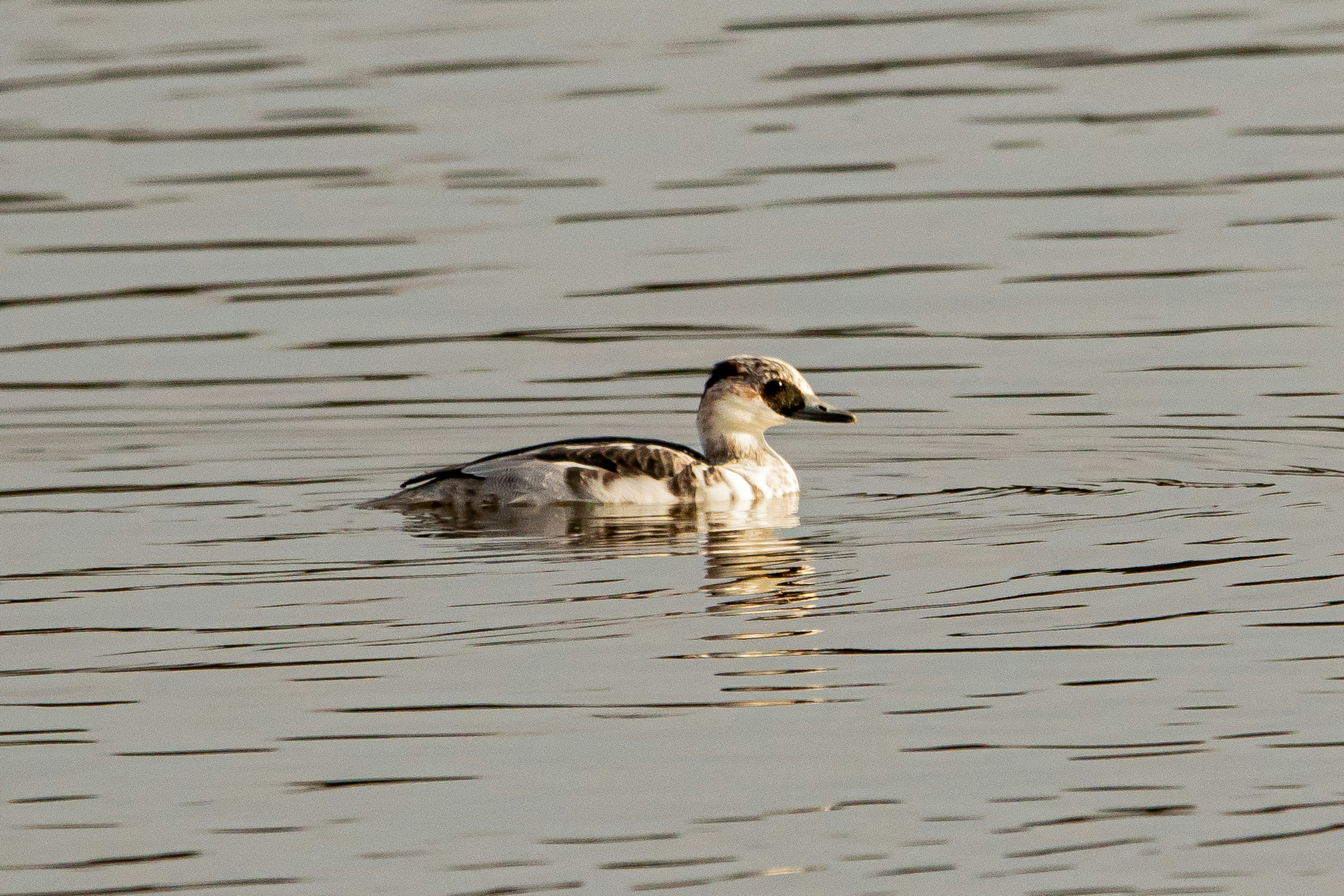 Petit oiseau aquatique blanc nageant à la surface